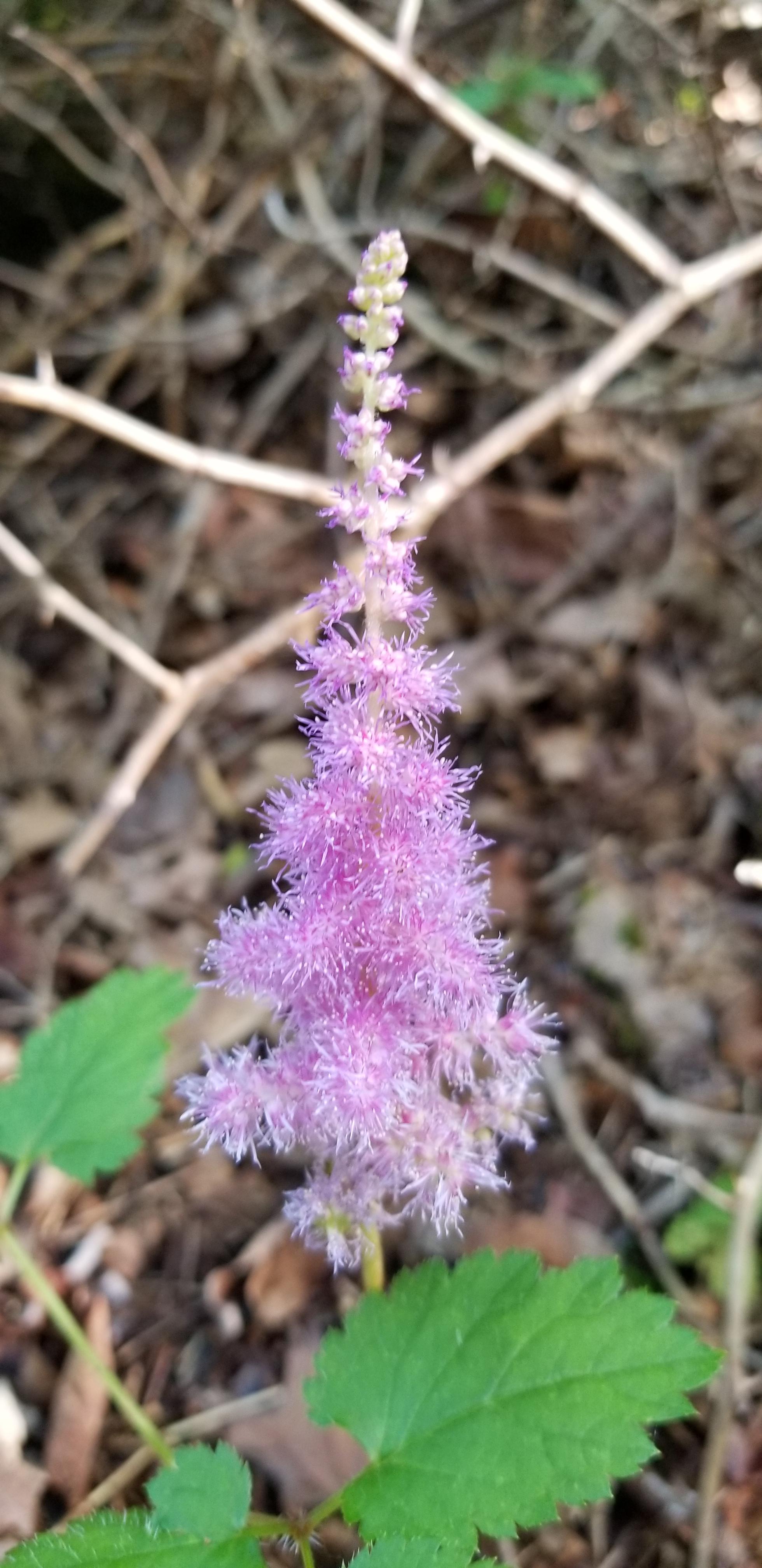 [OC] [Upstate New York] Found this vibrant pink plant growing in some