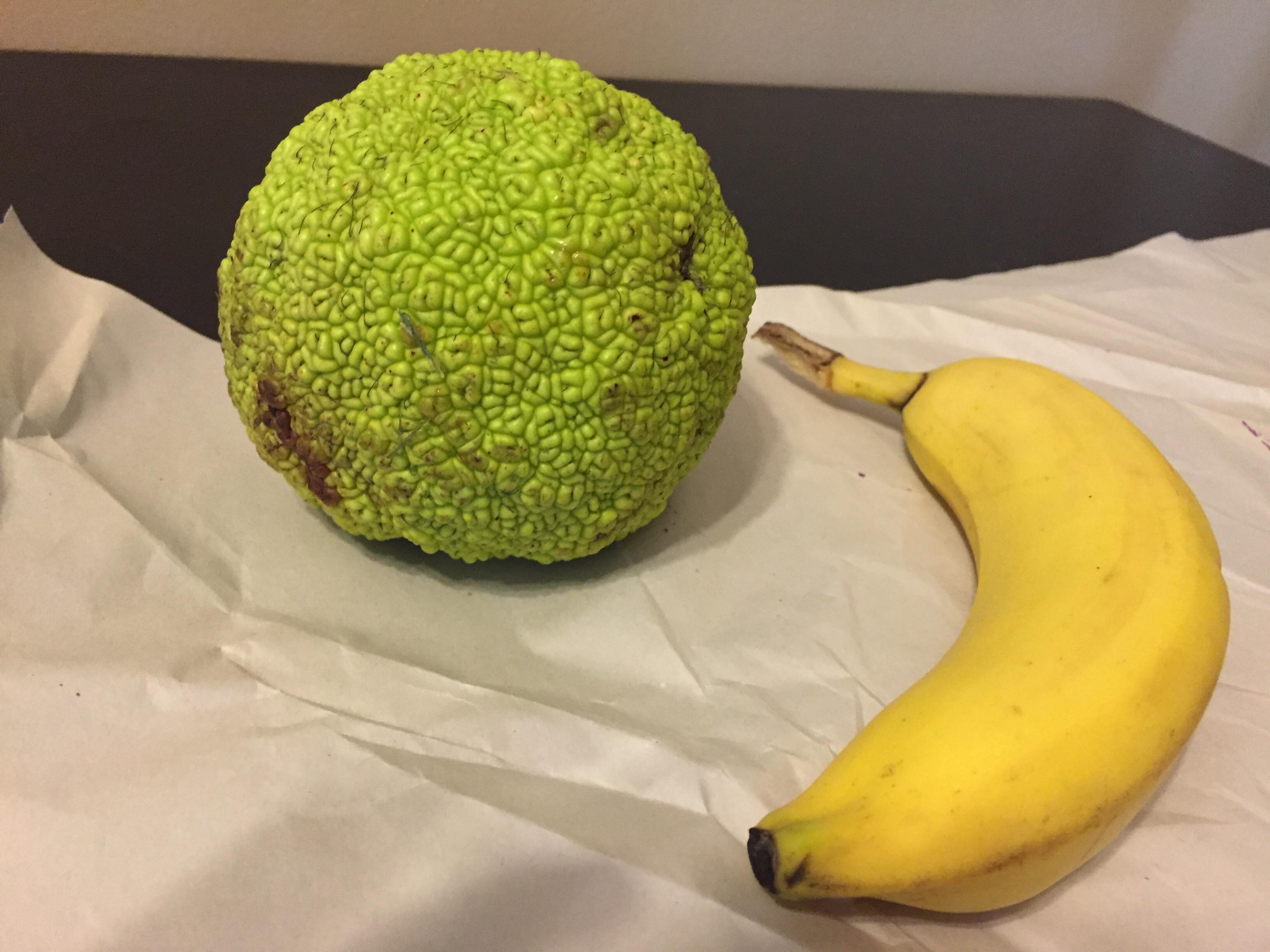 121 best Osage Orange images on Pholder Woodworking, Turning and Bowyer