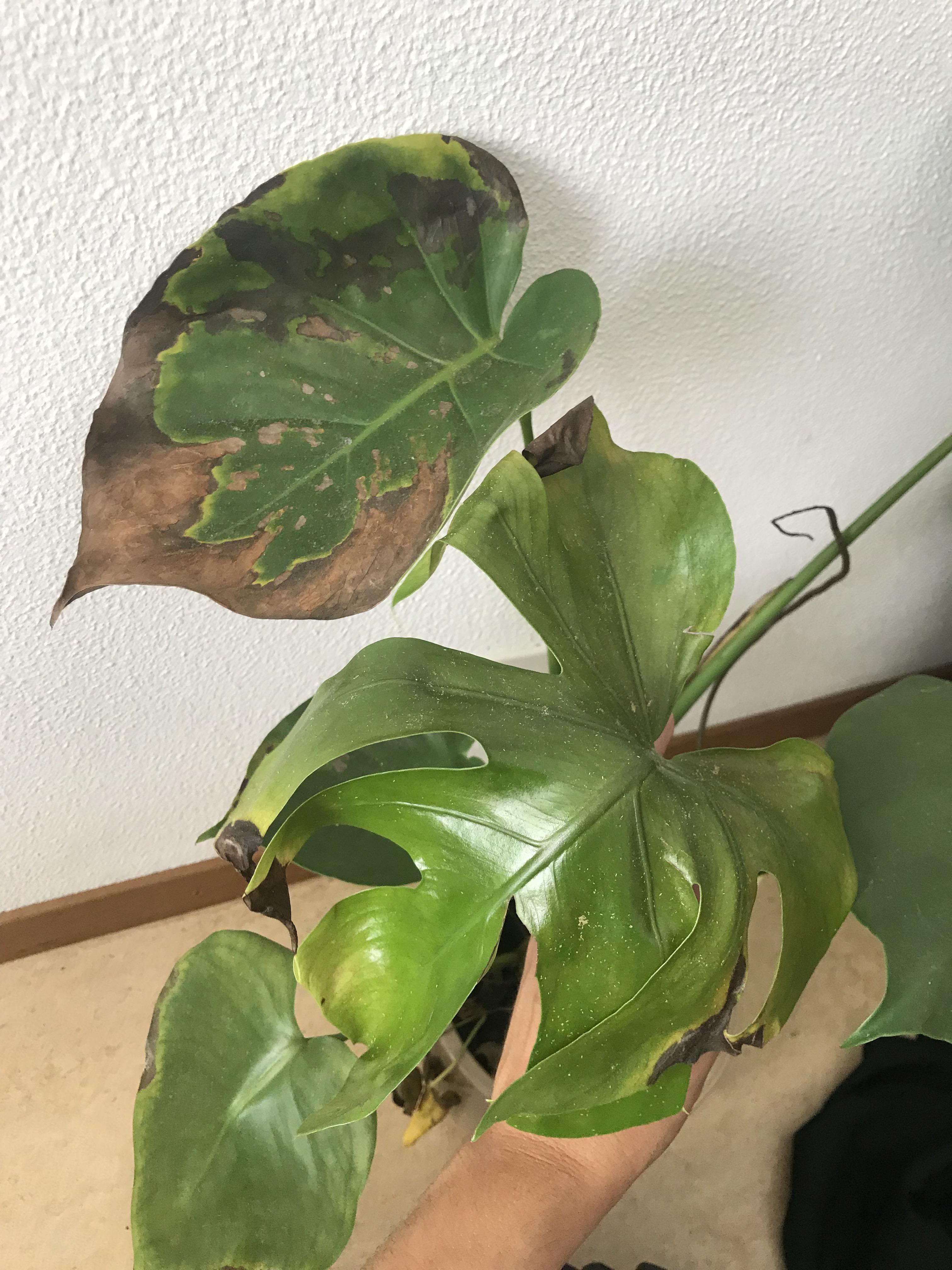 Why are my Monstera leaves turning brown and yellow? r/plantclinic