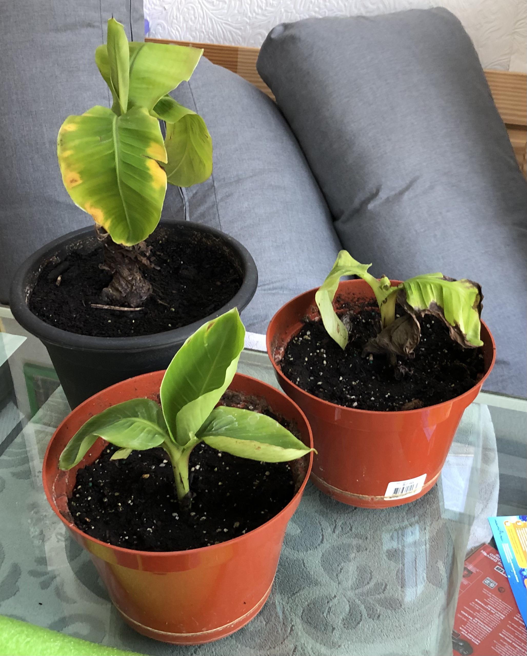 Just bought three banana plants off Kijiji. The add says they are Musa