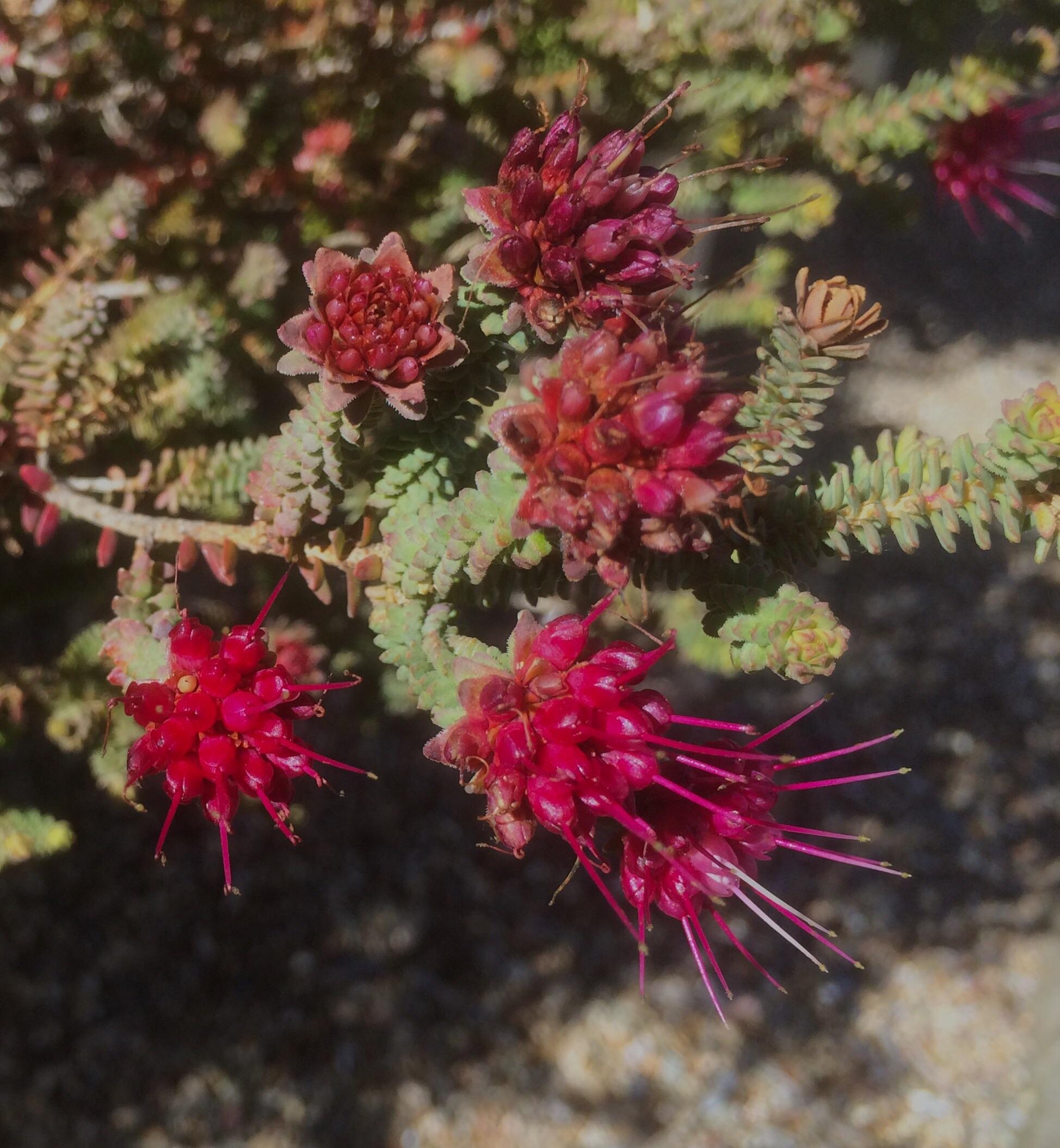 Darwinia oldfieldii Australian National Botanic Gardens, Canberra r/australianplants