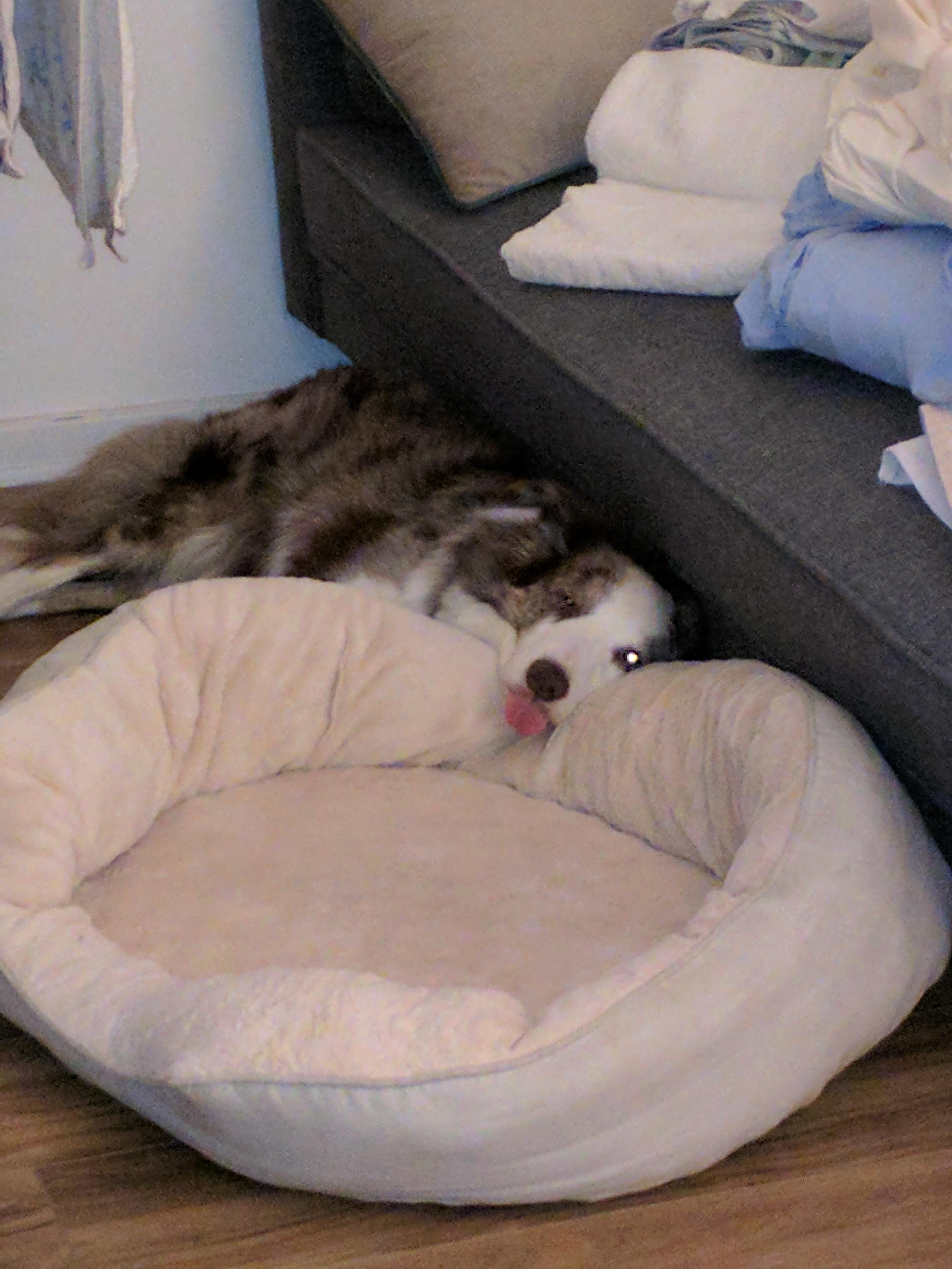 Using his brand new doggy bed as a pillow 🤷 r/WhatsWrongWithYourDog