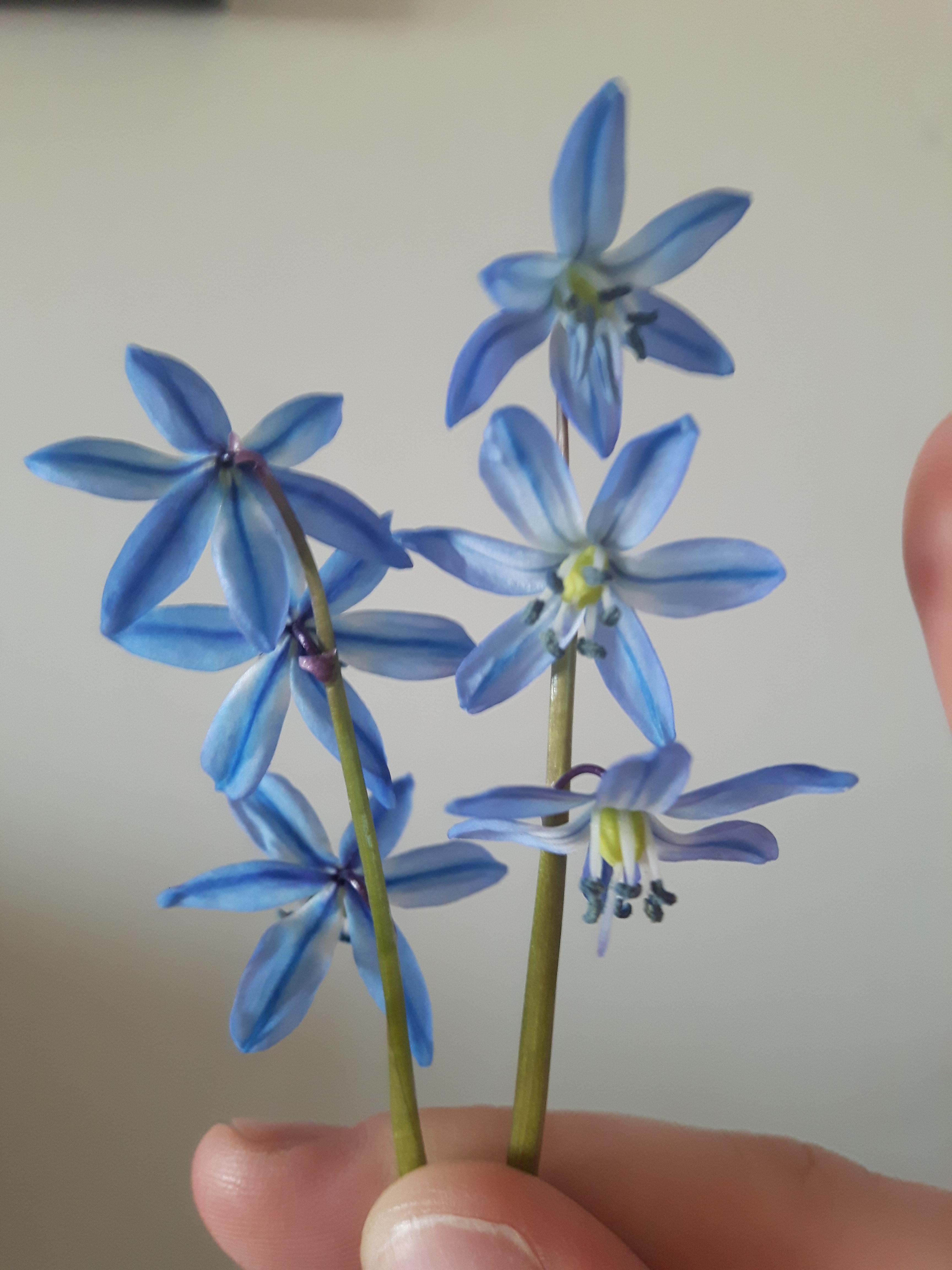 Zone 3b. Flowers smell very sweet, almost like grapes. Small blue and