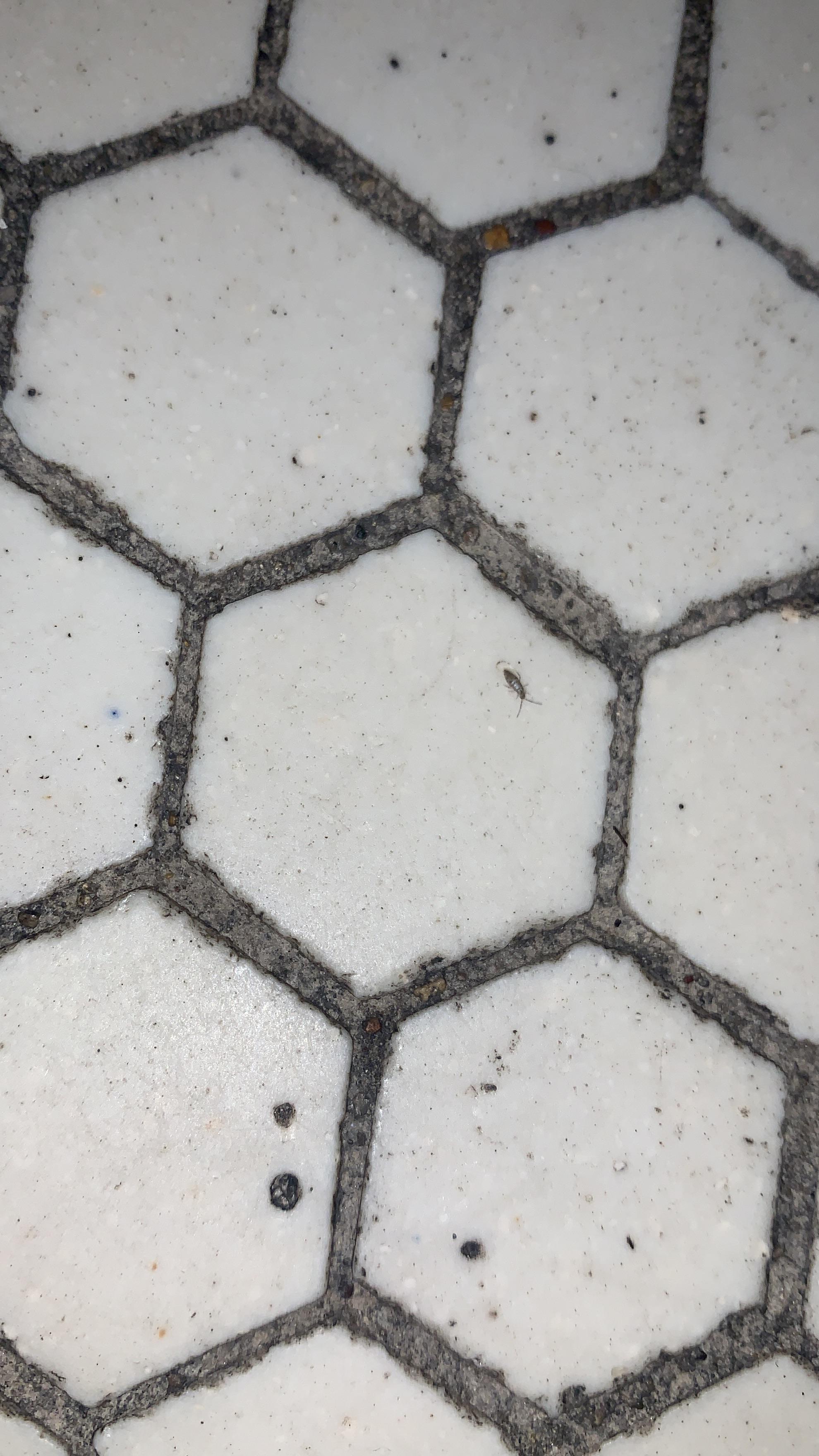 Tiny bugs on bathroom floor?? r/whatsthisbug