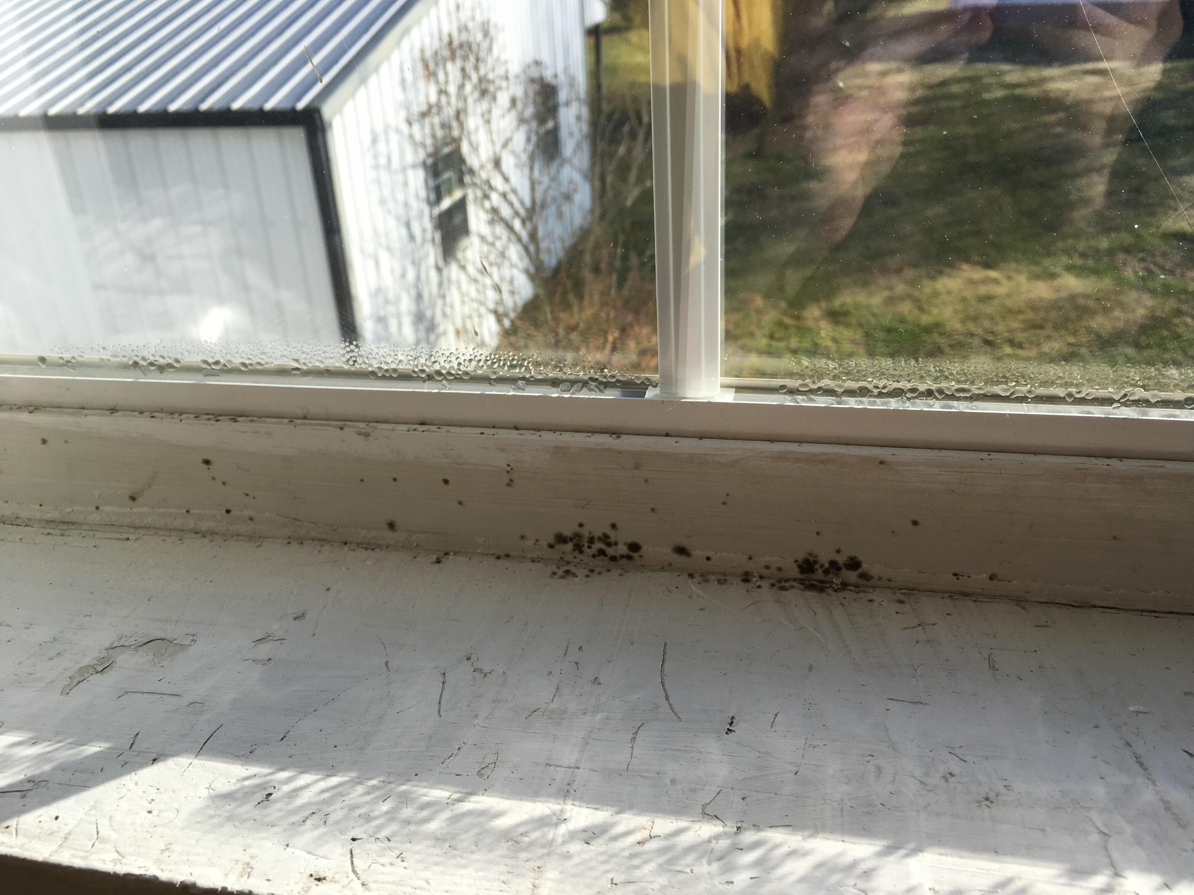 Greenish black mold on windows r/fixit