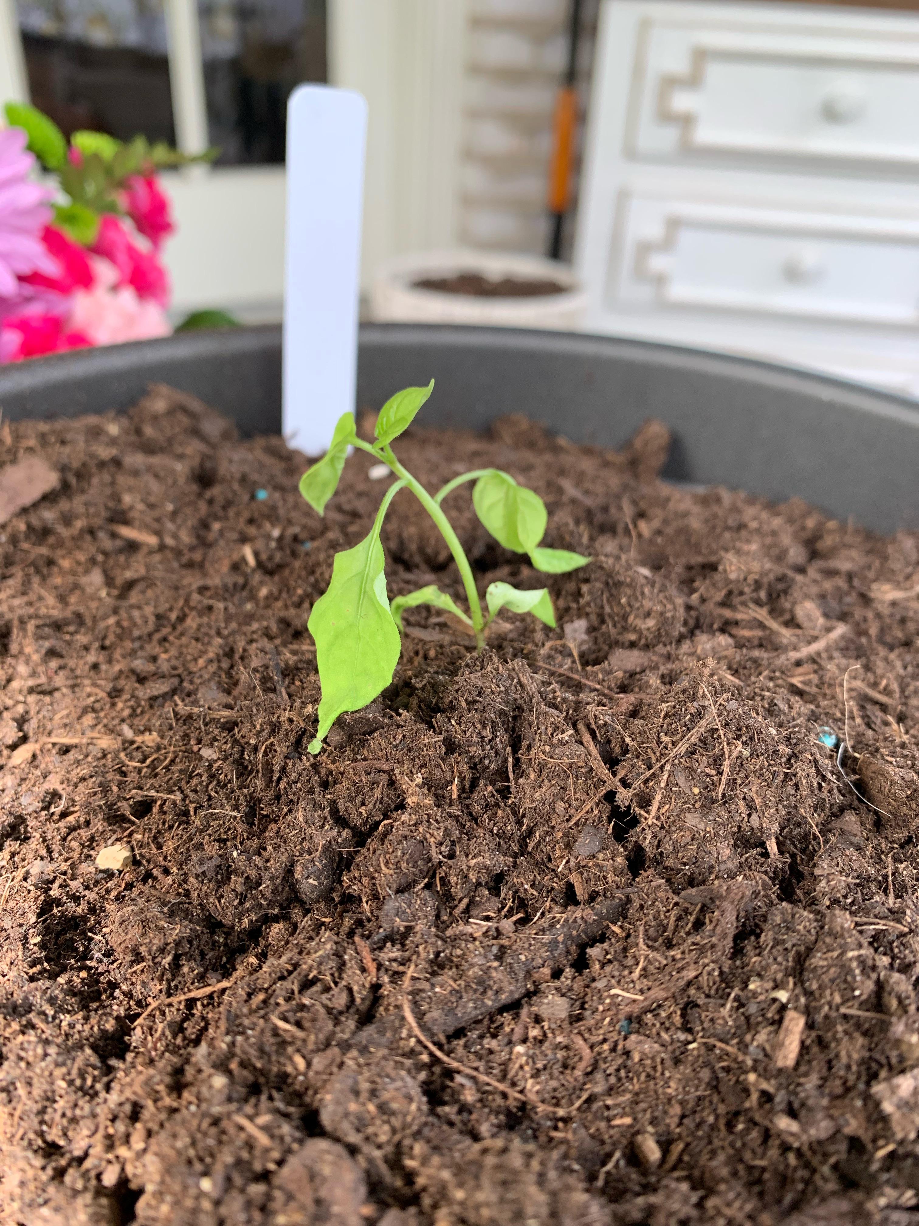 My pepper is drooping help what is wrong? r/PepperLovers