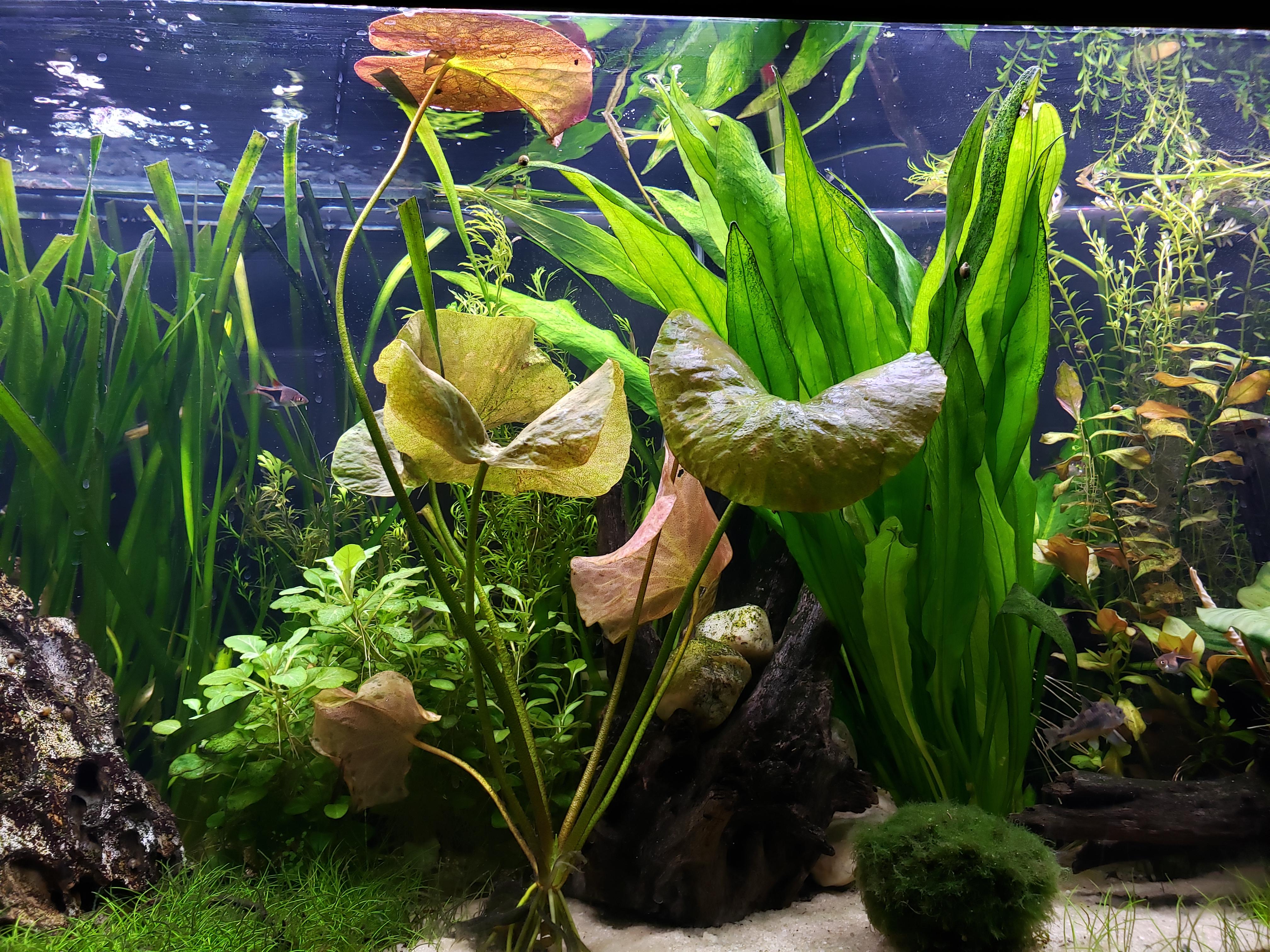 First banana plant lily! Has anyone had success trying to propagate