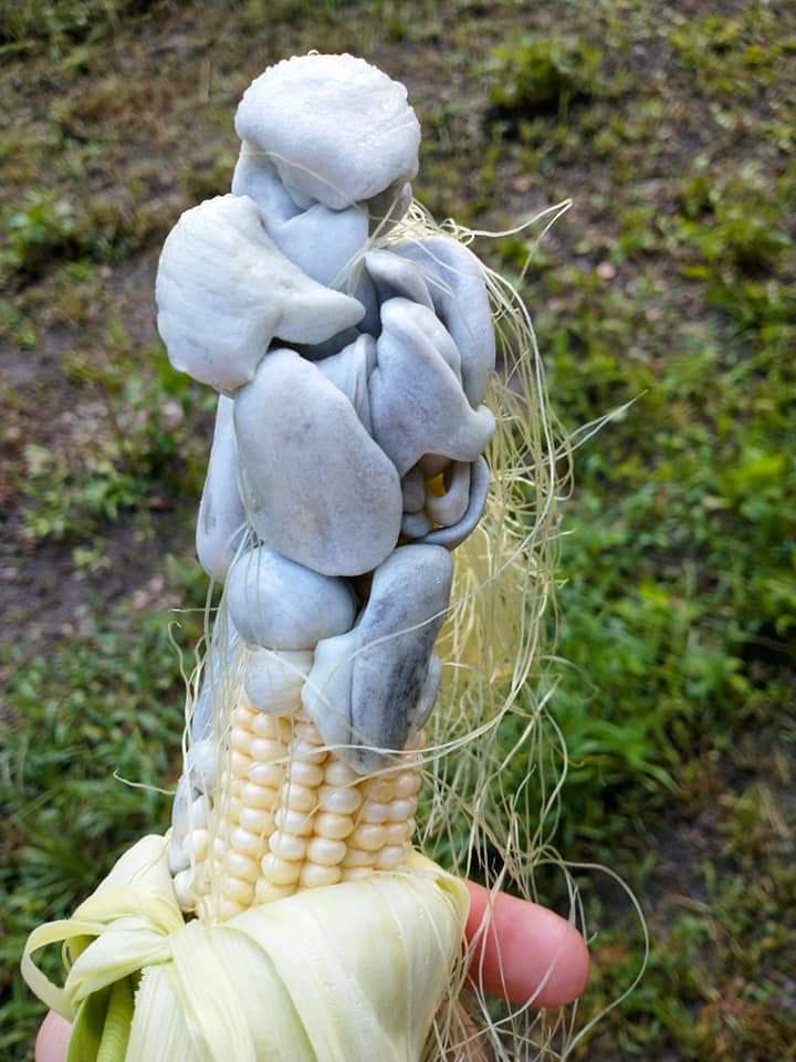 Corn truffles! Sometimes, if the heat and humidity are high, corn can