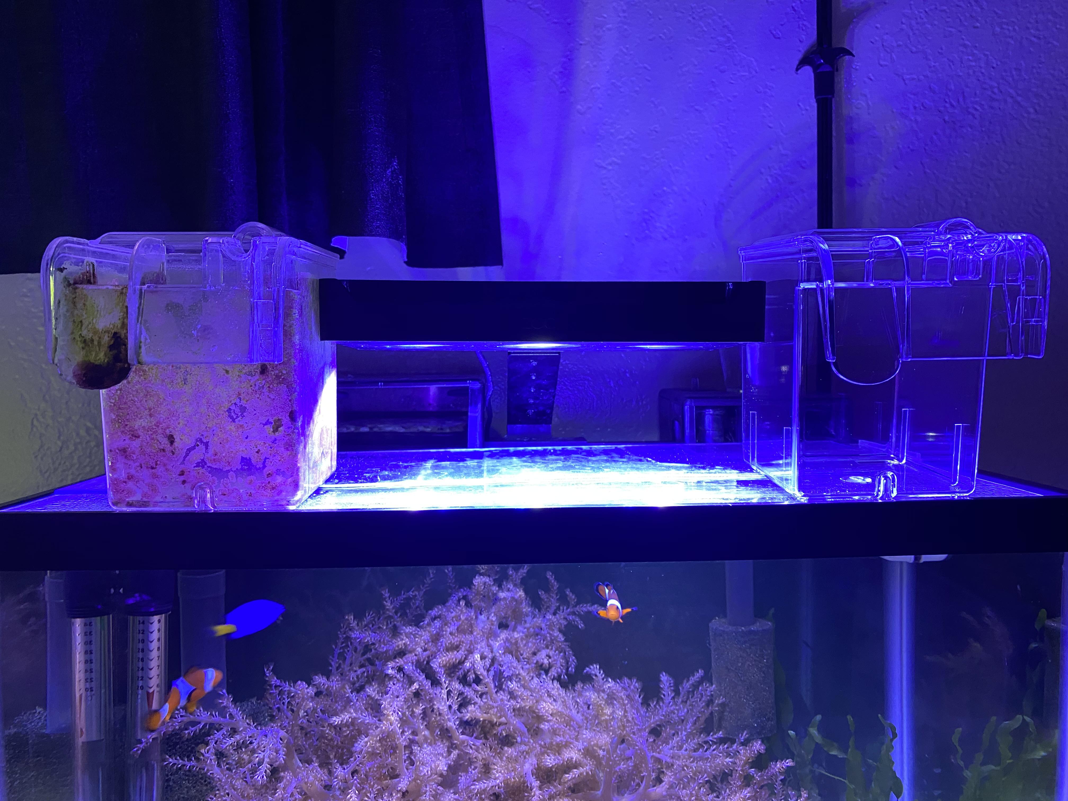 Small Marina breeder boxes are not available online anywhere, but I