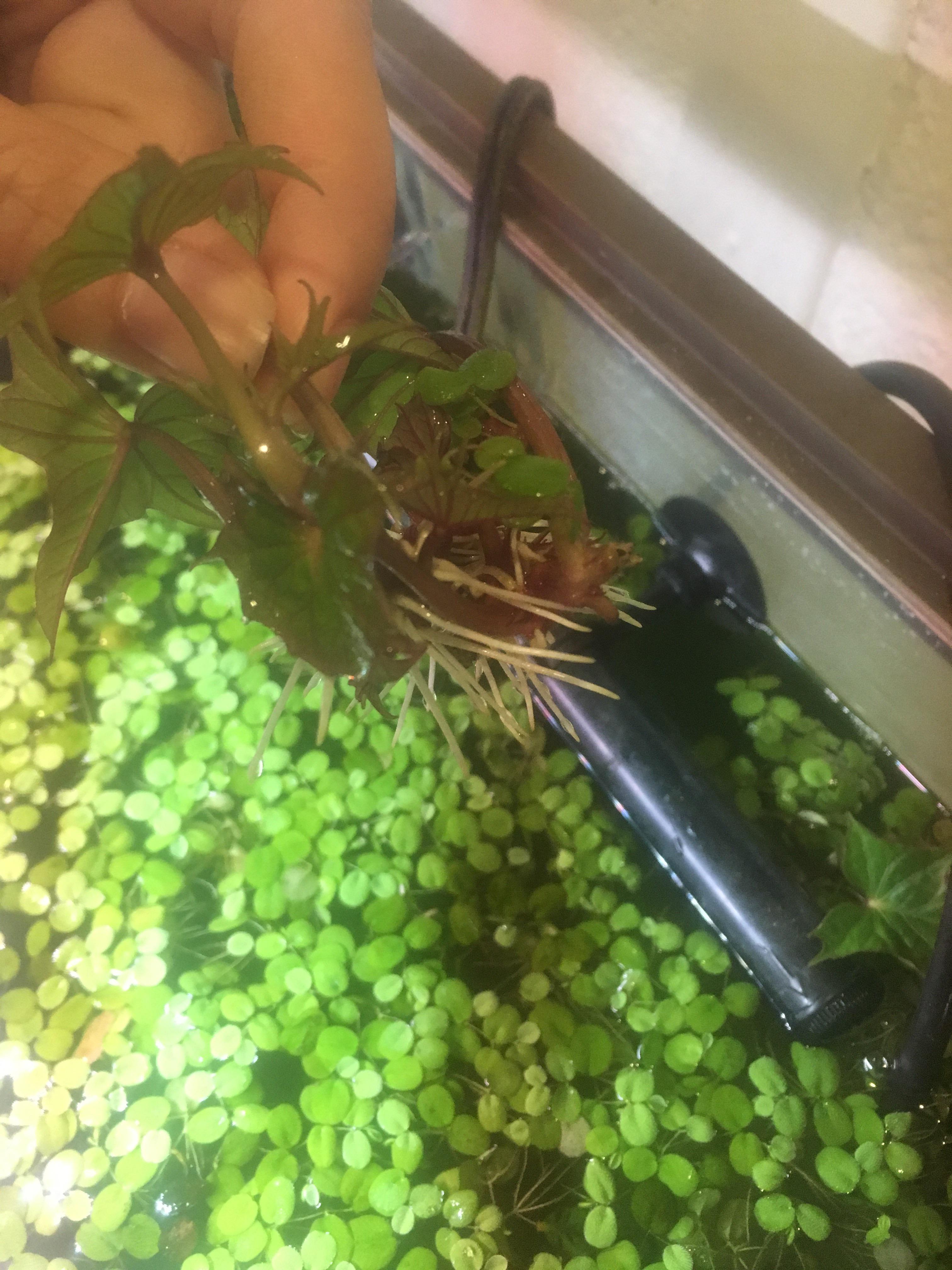 Adding sweet potato cuttings above the aquarium water line! Check out
