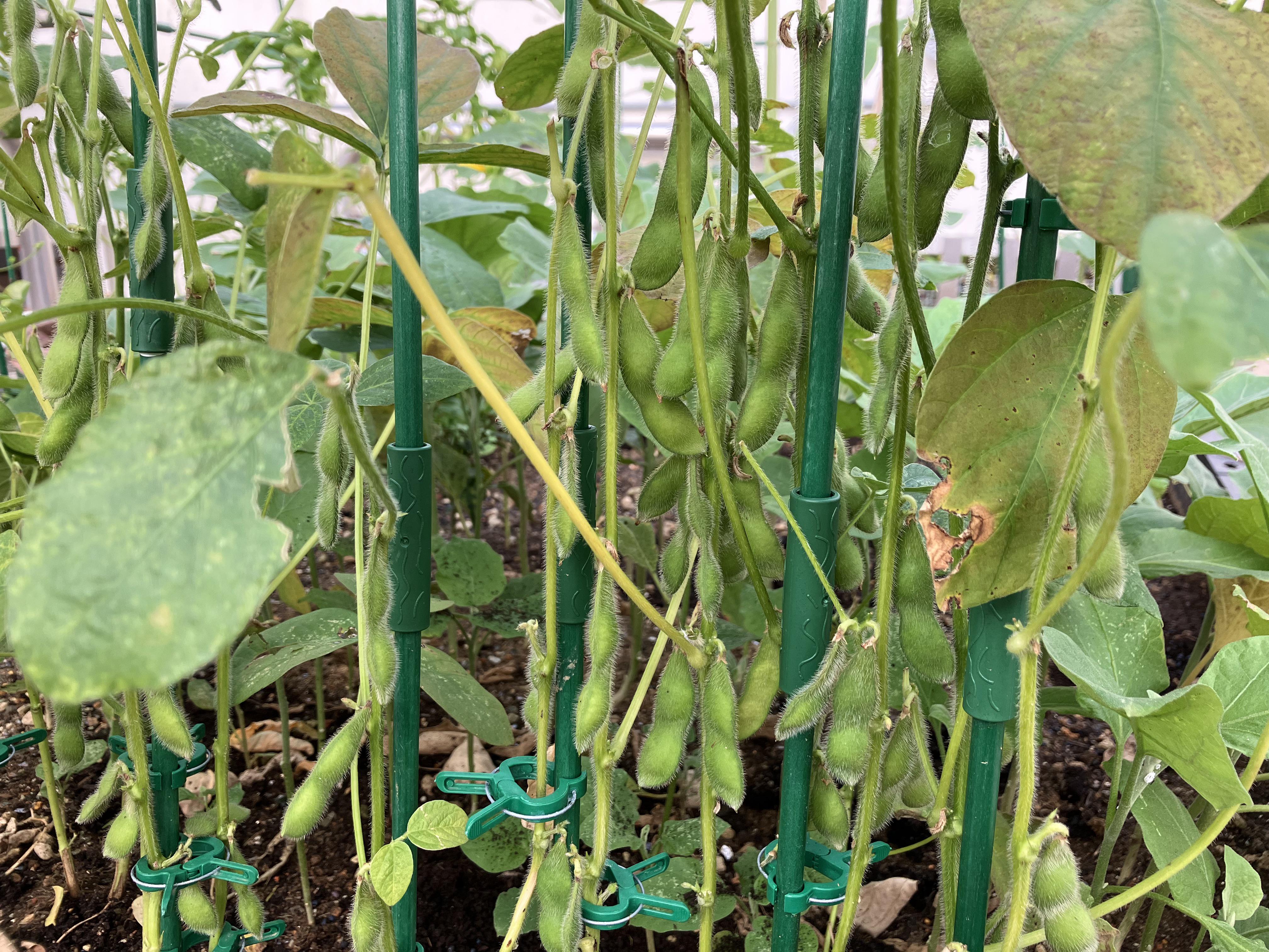 How do I collect the edamame beans/seeds if I want to plant them for