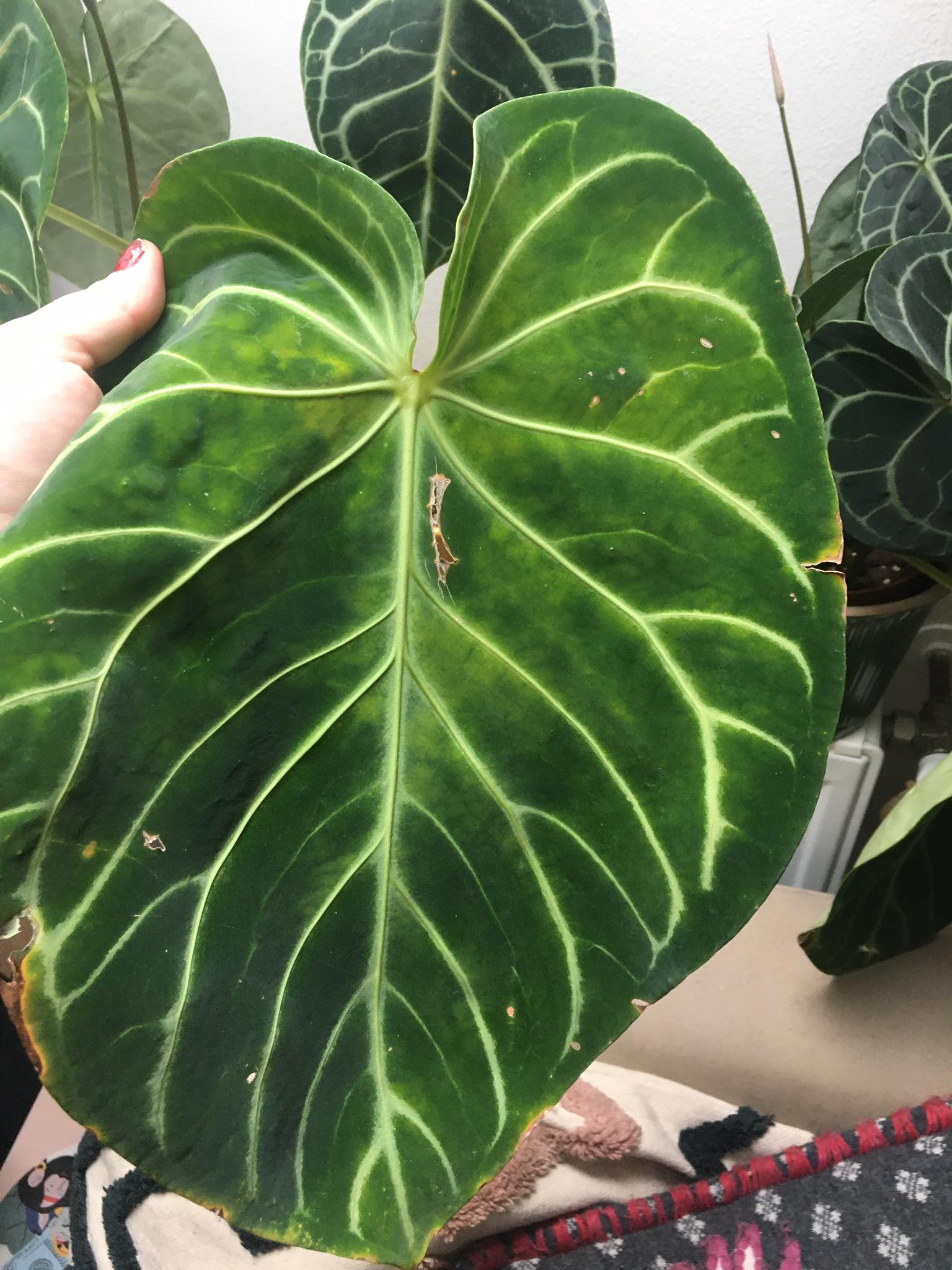 why there is yellowing on leaves of my anthurium magnificum? it