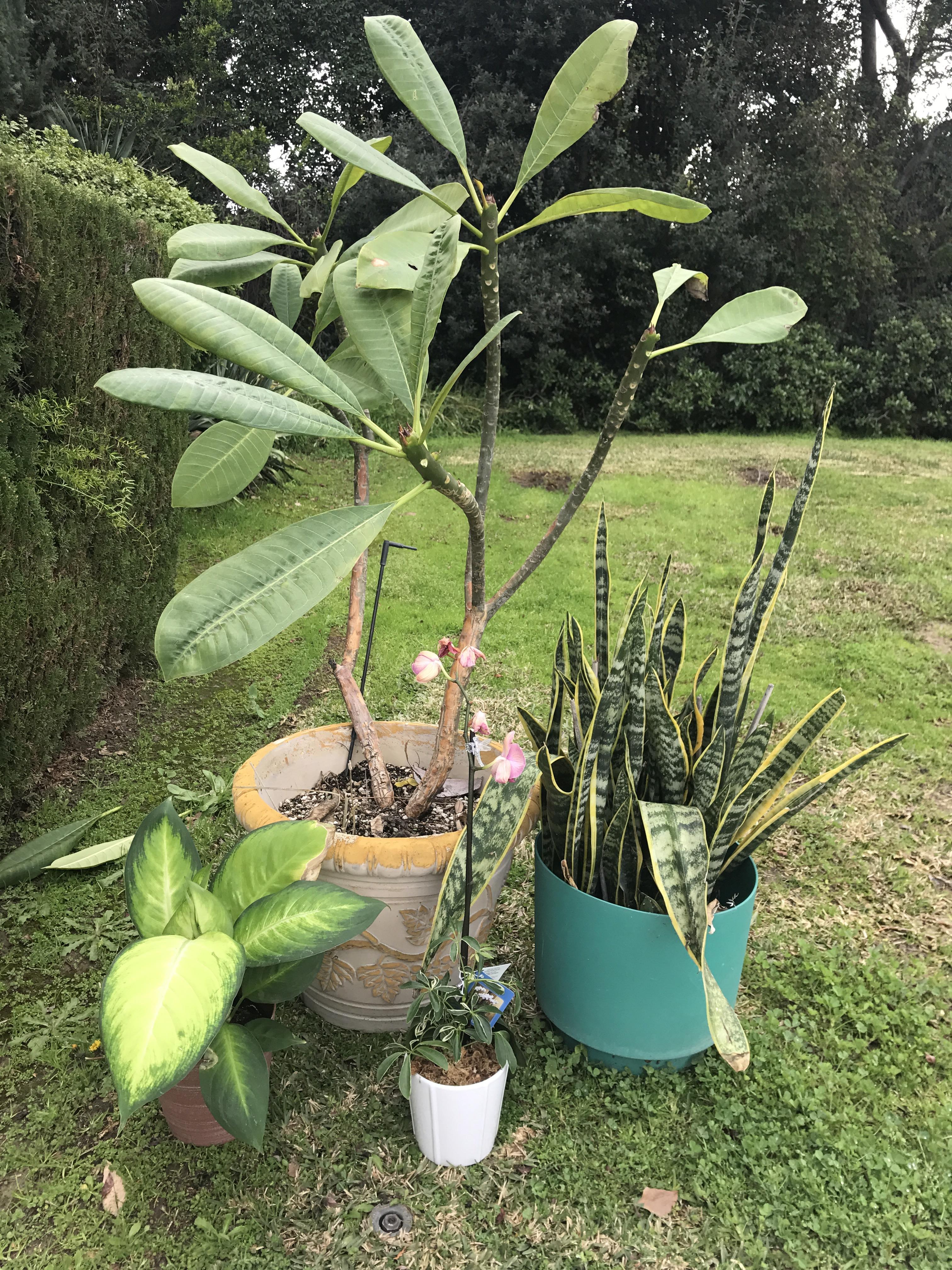 My discount plant haul got the lot for 20 r/houseplants