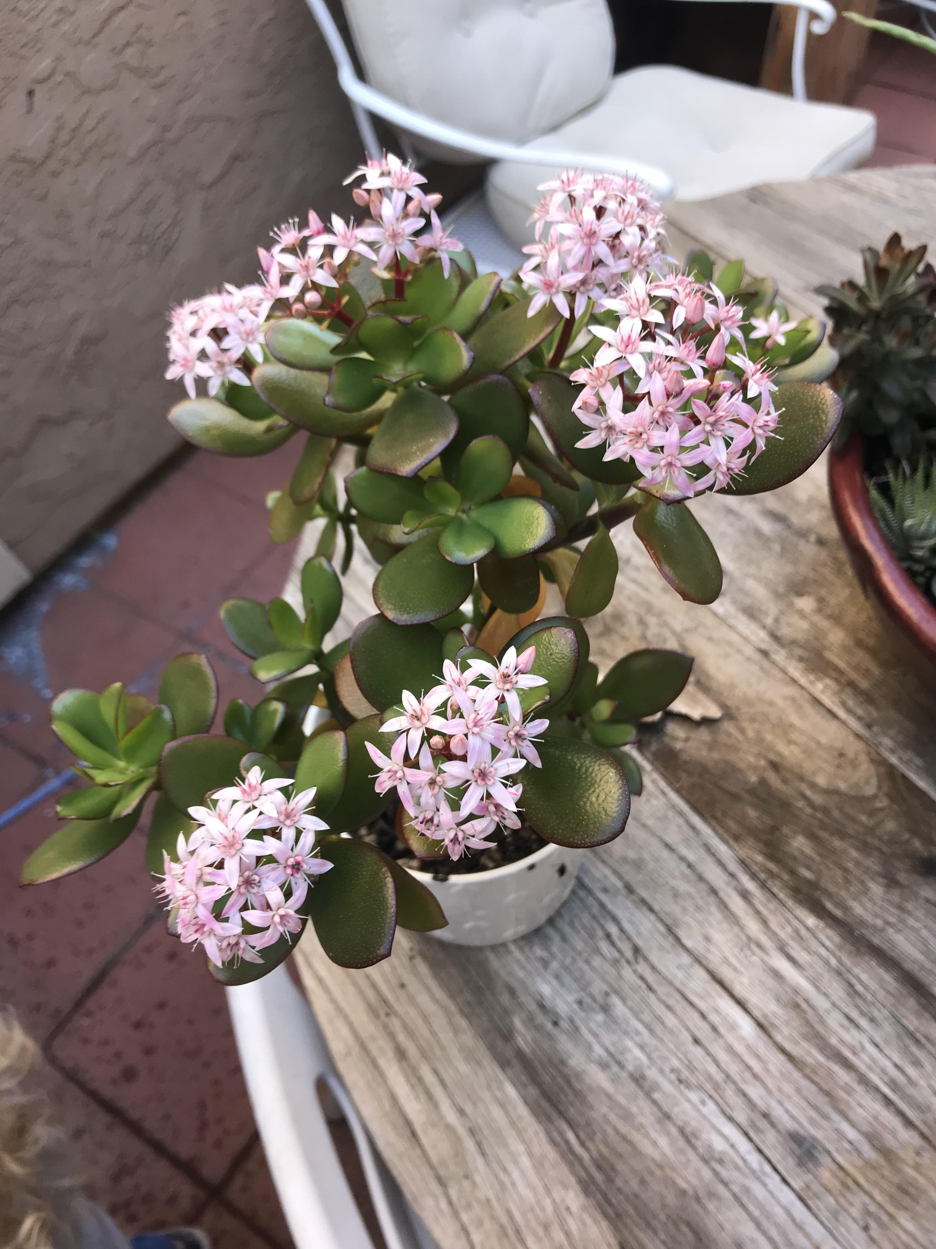 Jade blooms 😍 r/succulents