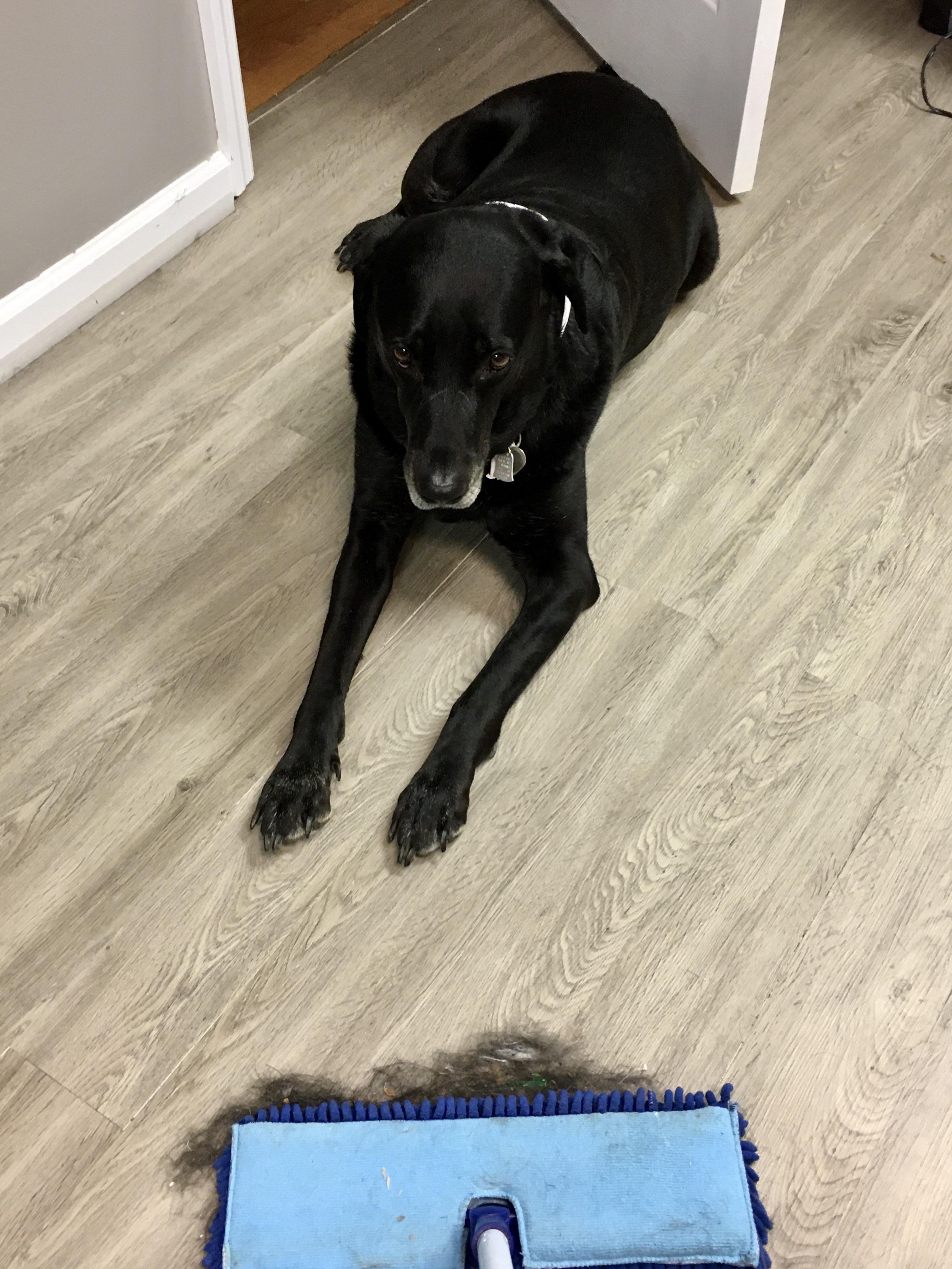 Anyone else’s lab look at them like this when you sweep up the