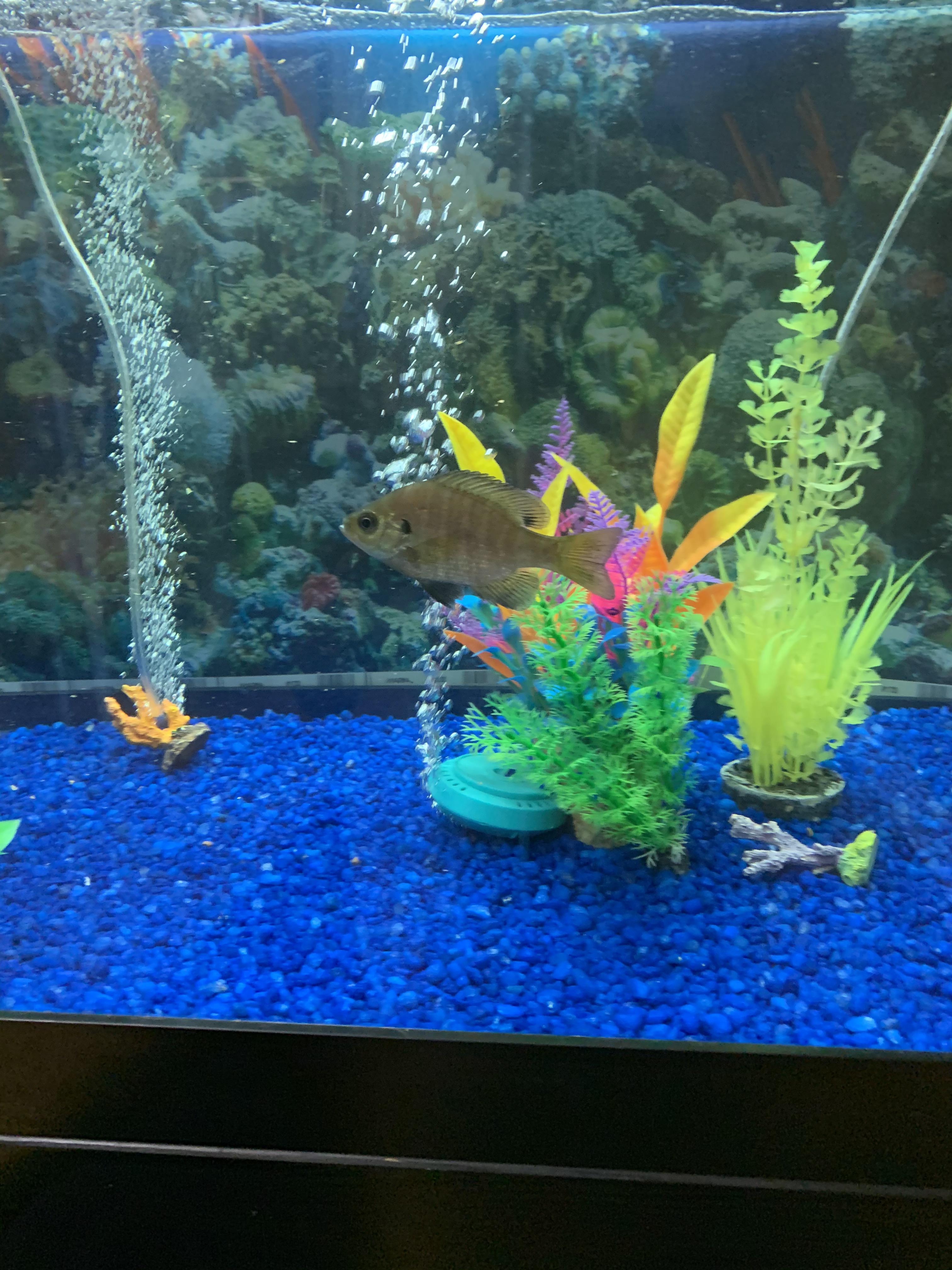 My pet bluegill in my 125 gal r/fishkeeping