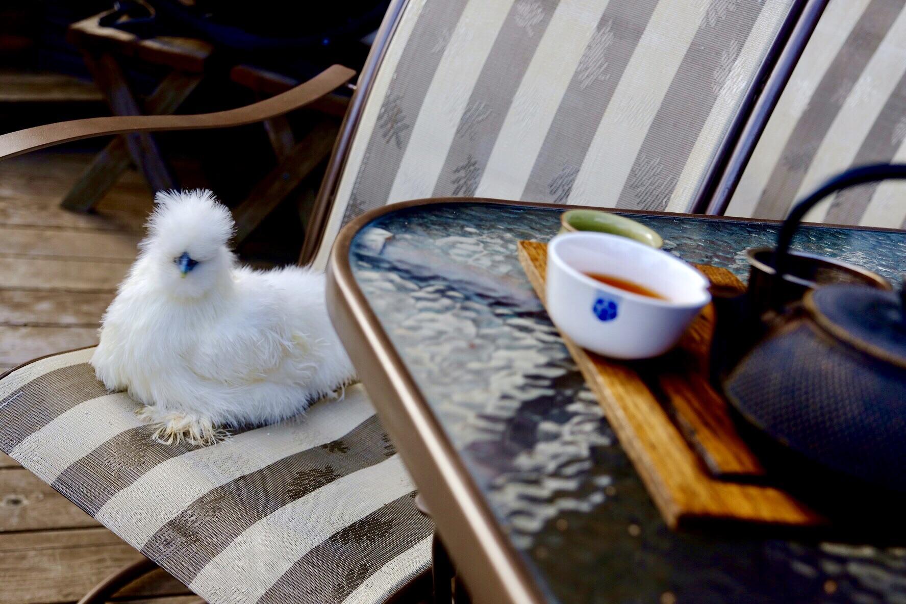 What’s this? Tea with a chicken? r/tea