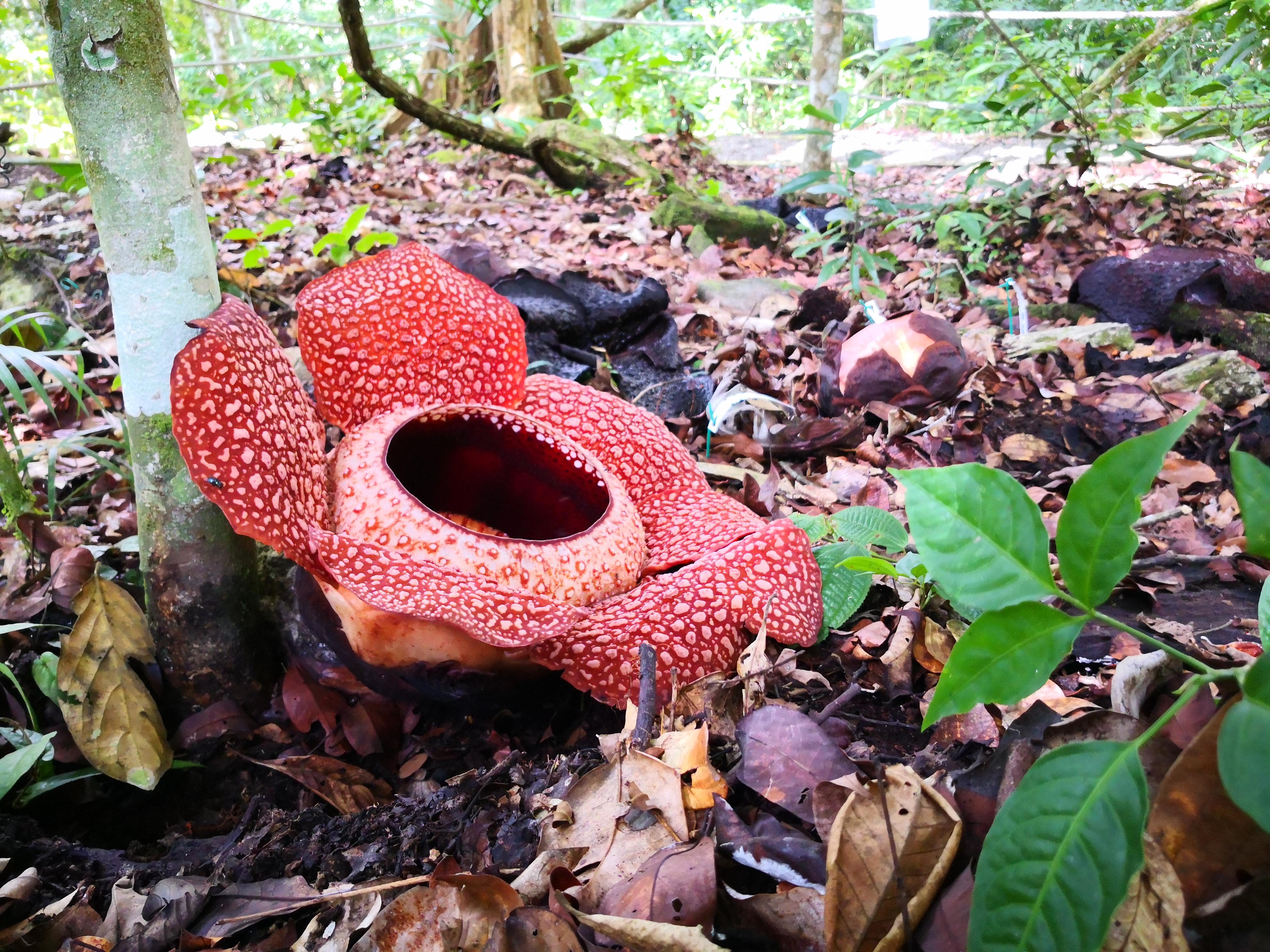 Rafflesia Plant