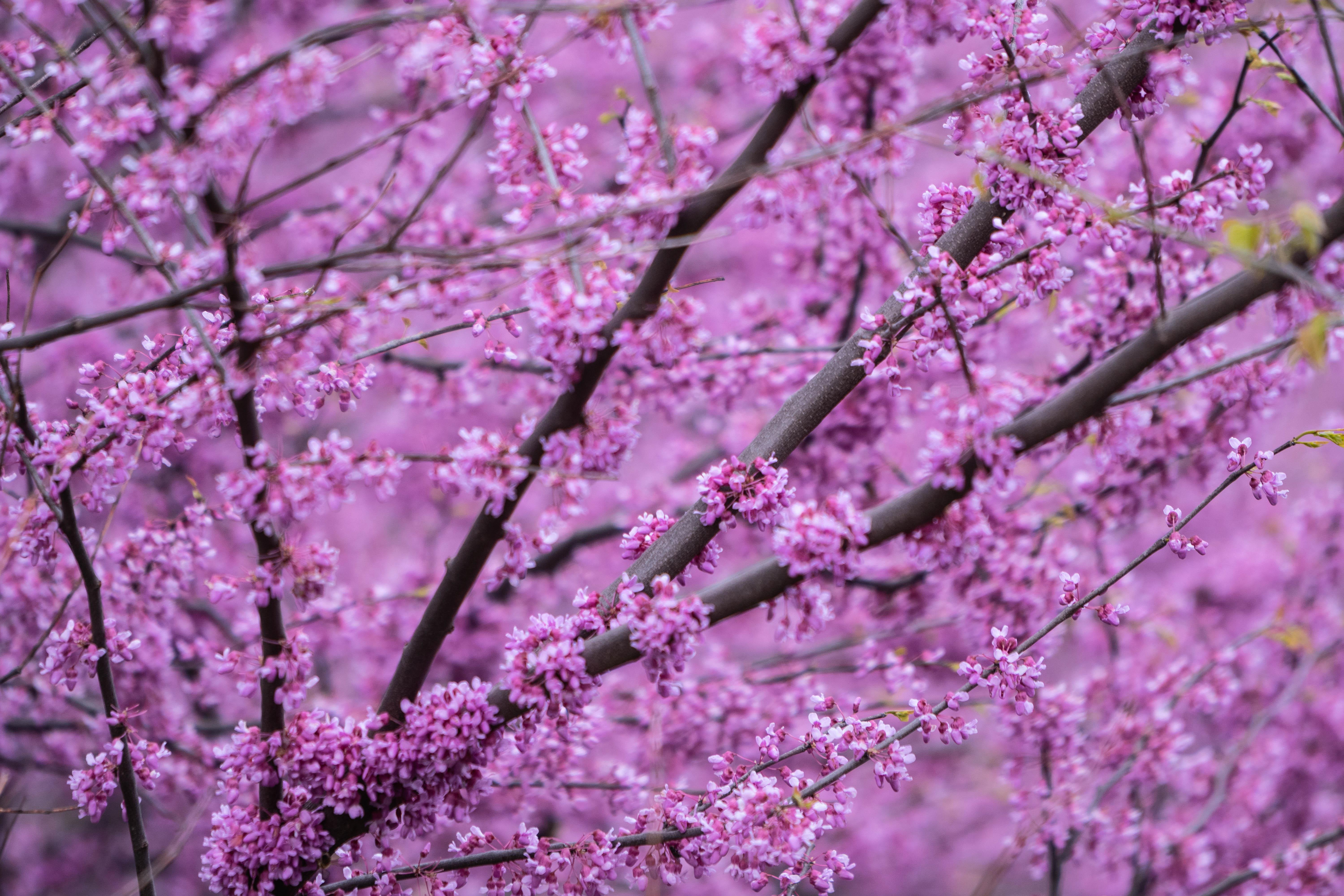 BLOOMING TREES CENTRAL PARK NYC [OC] r/manhattan
