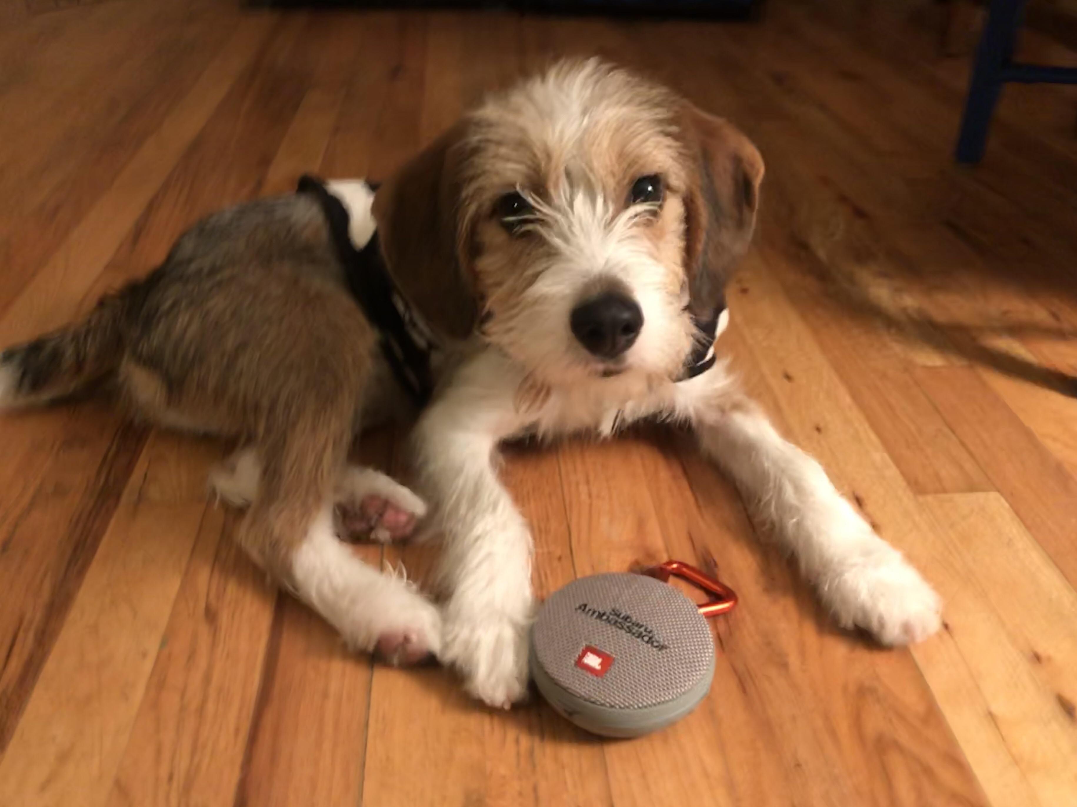 My schnauzer beagle Homer. Hope he’s r/beagle