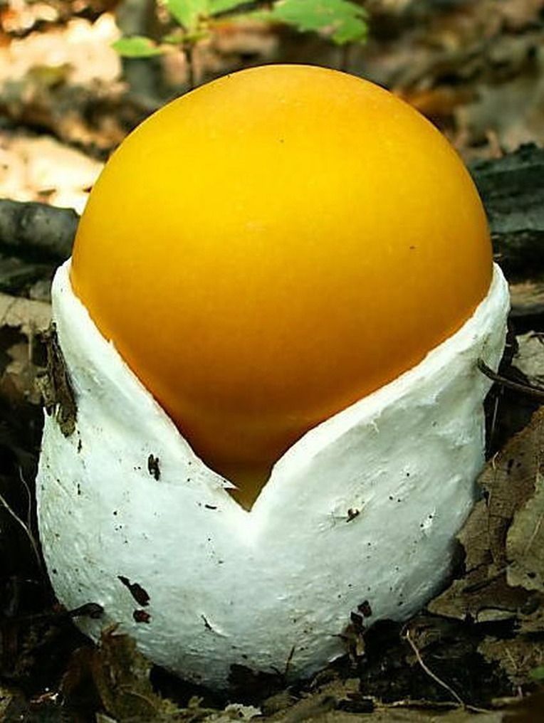 🔥 Caesar's Mushroom it looks like an egg while growing! Once this