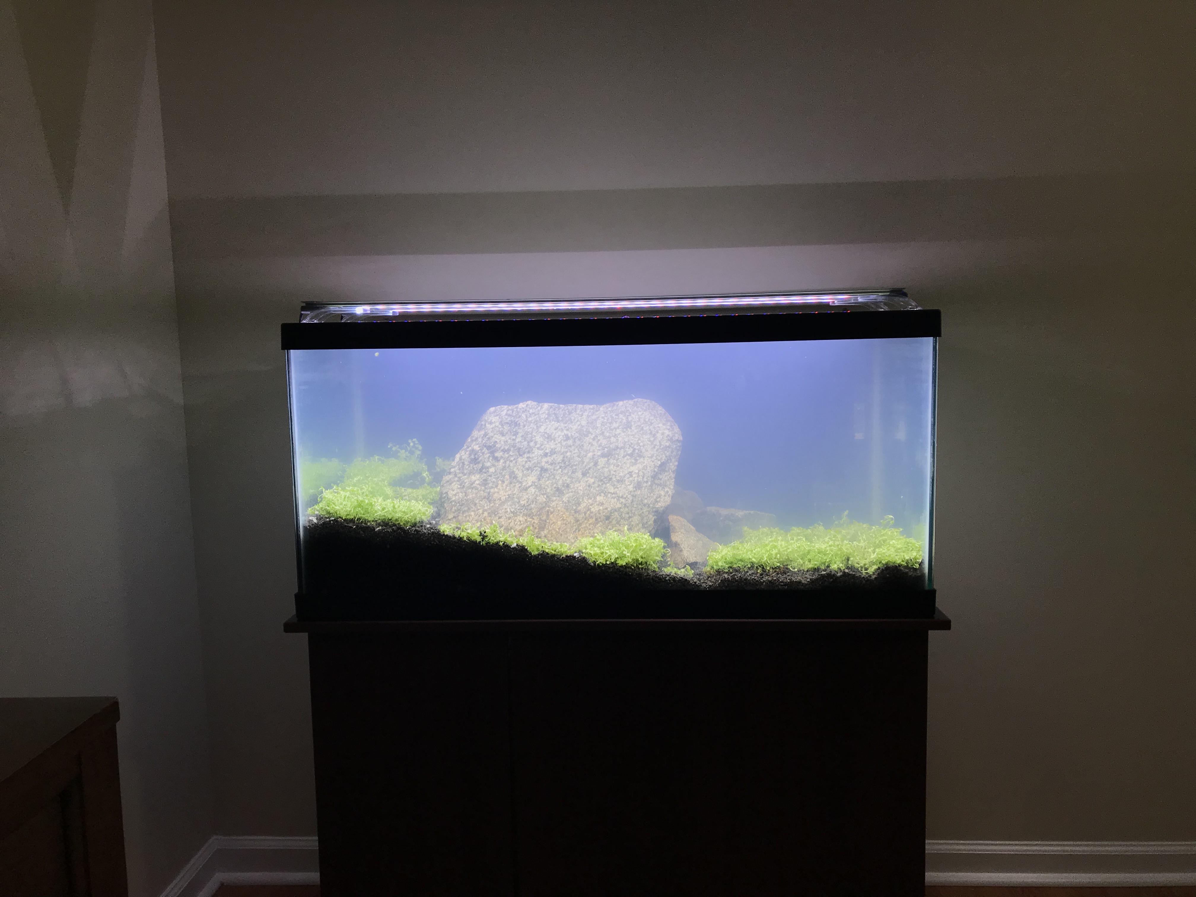 40 Gallon Breeder Tank Carpet Wese Aquarium Fish