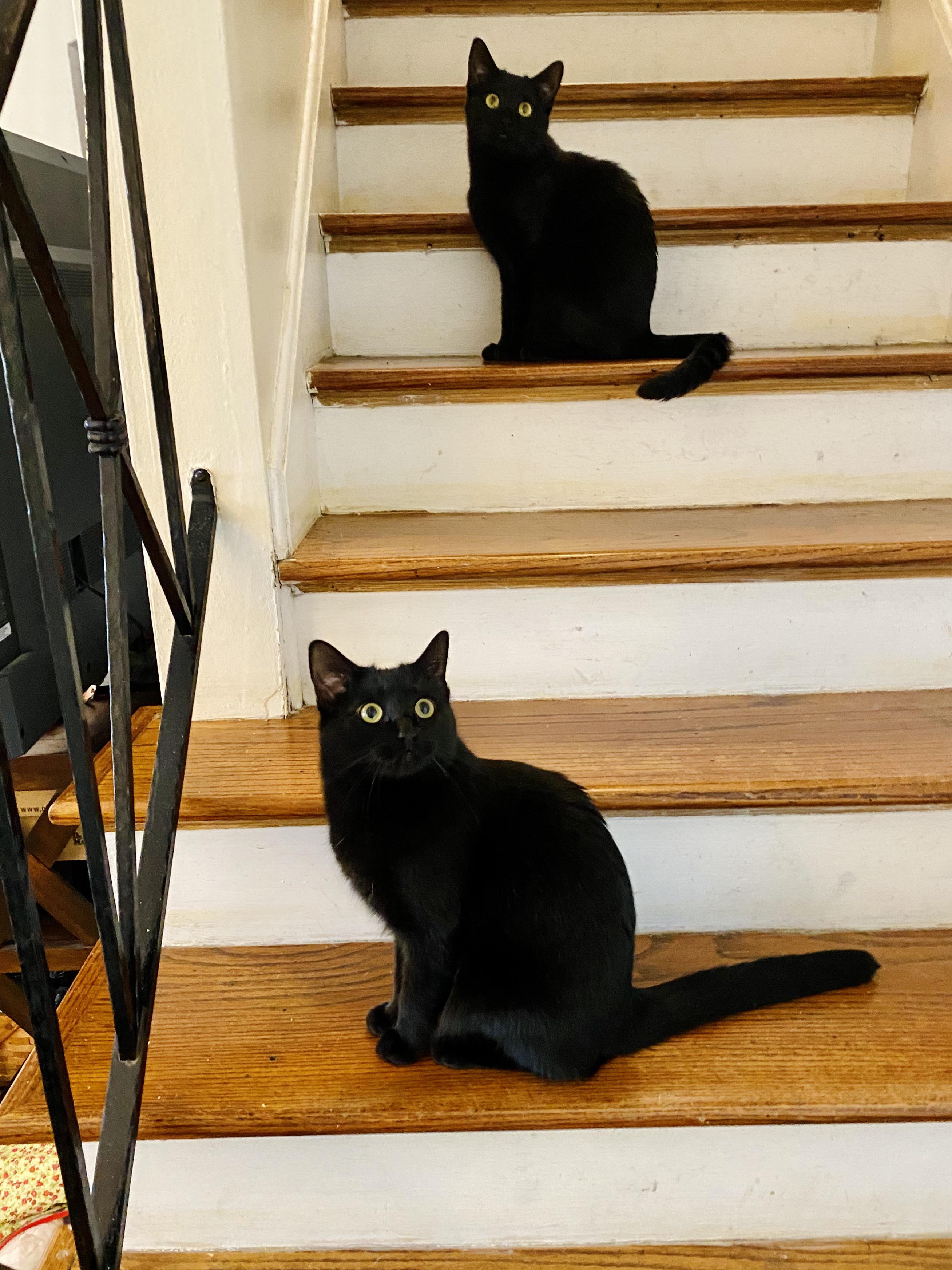 These little creepers are ready for Spooktober season 🖤 r/cats