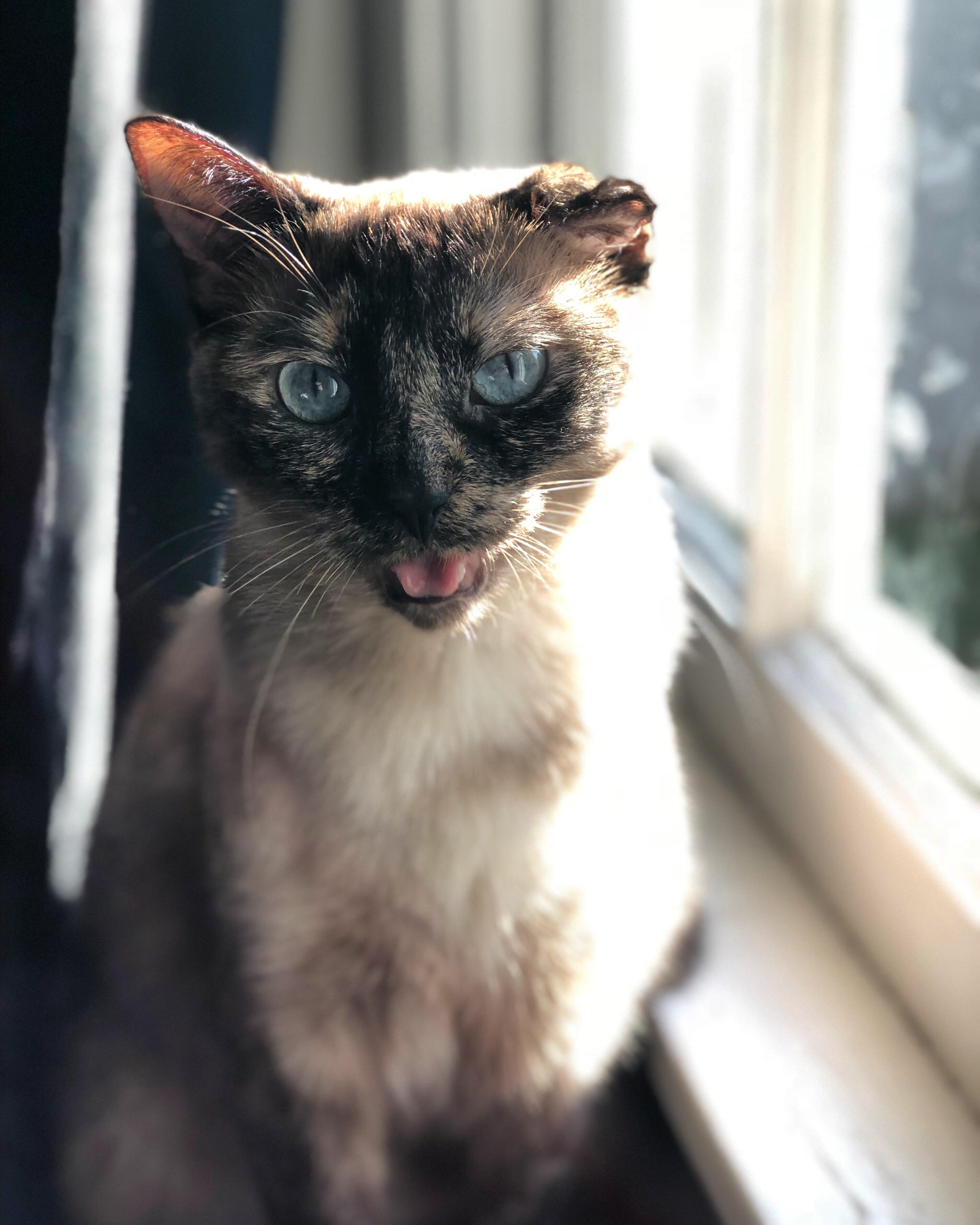 My kitty Roo and her cauliflower ear. She’s the noisiest cat I’ve ever