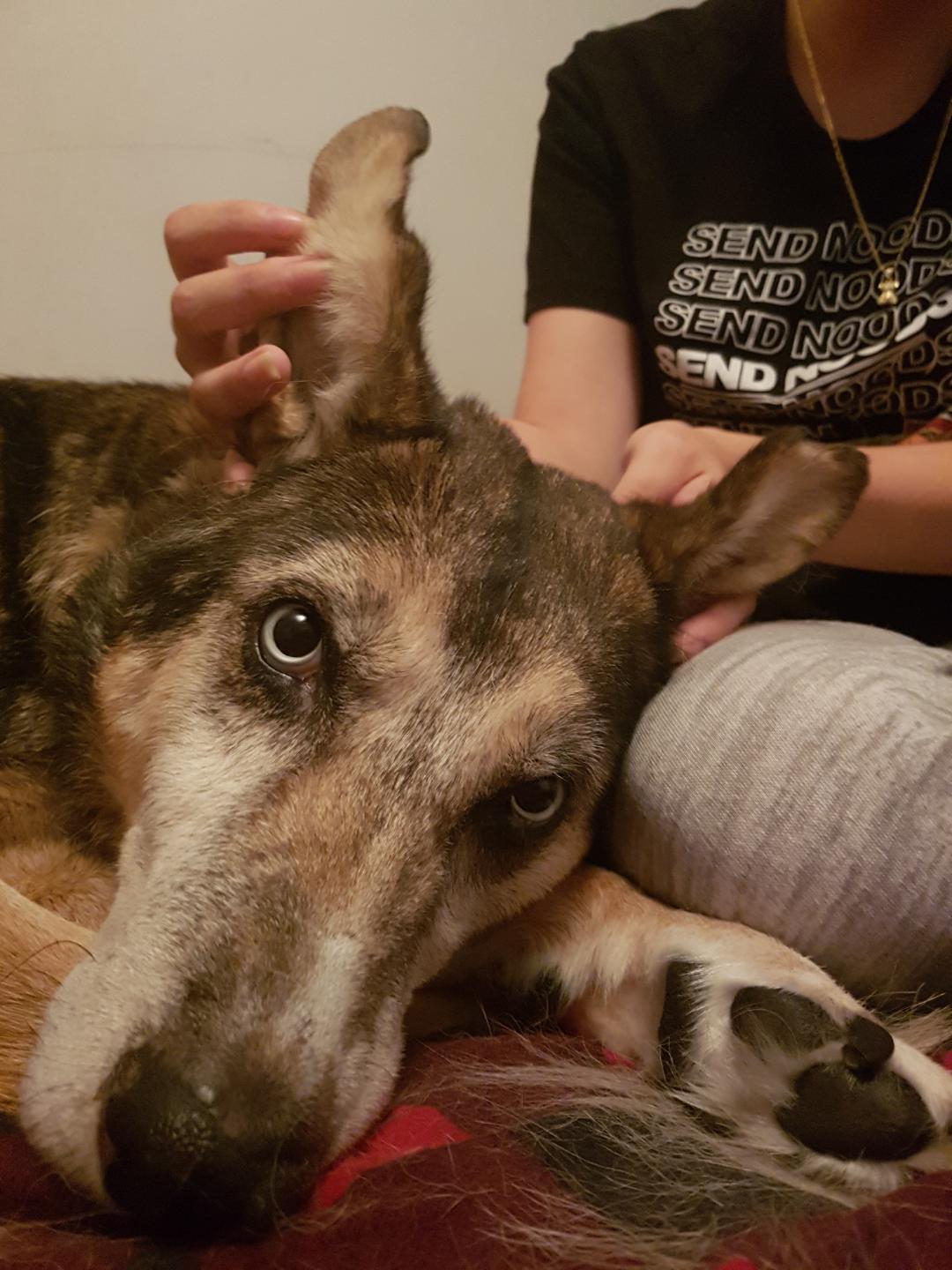 I swear he used to be a sled dog, until I got him he'd never been inside, 2 years later hes