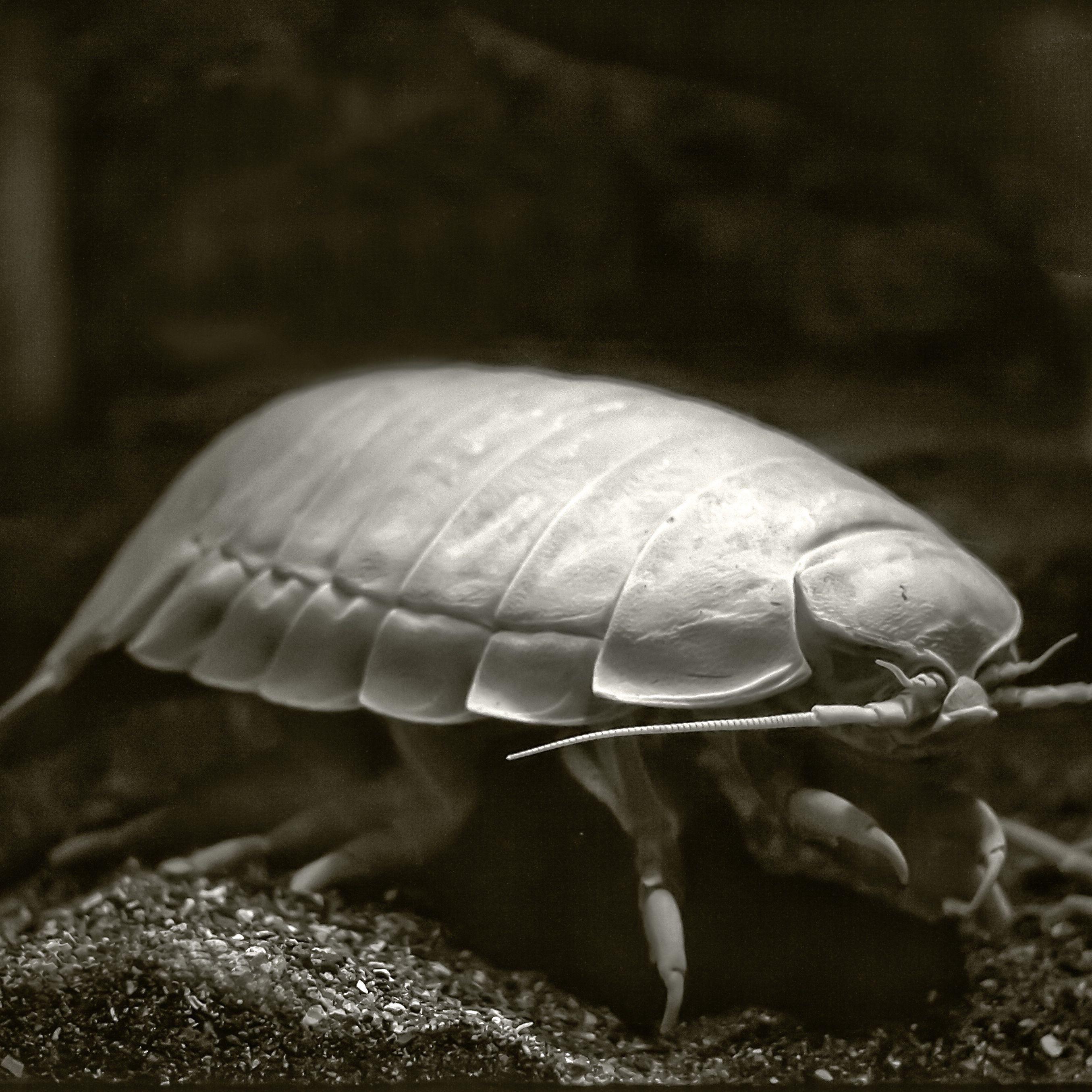 I saw a post about rolly pollies not being bugs but land crustaceans