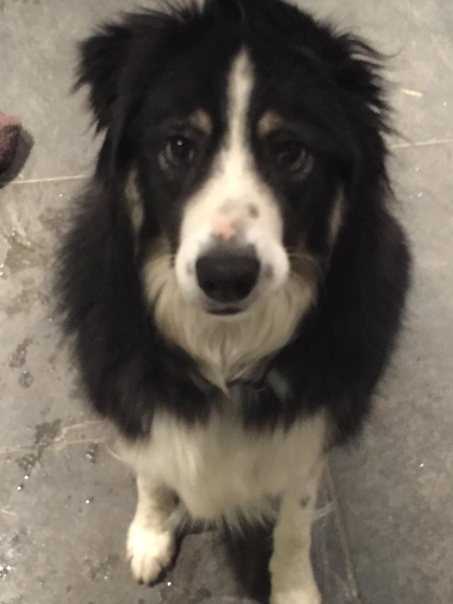 DOG MISSING IN BALLARAT REGION r/ballarat
