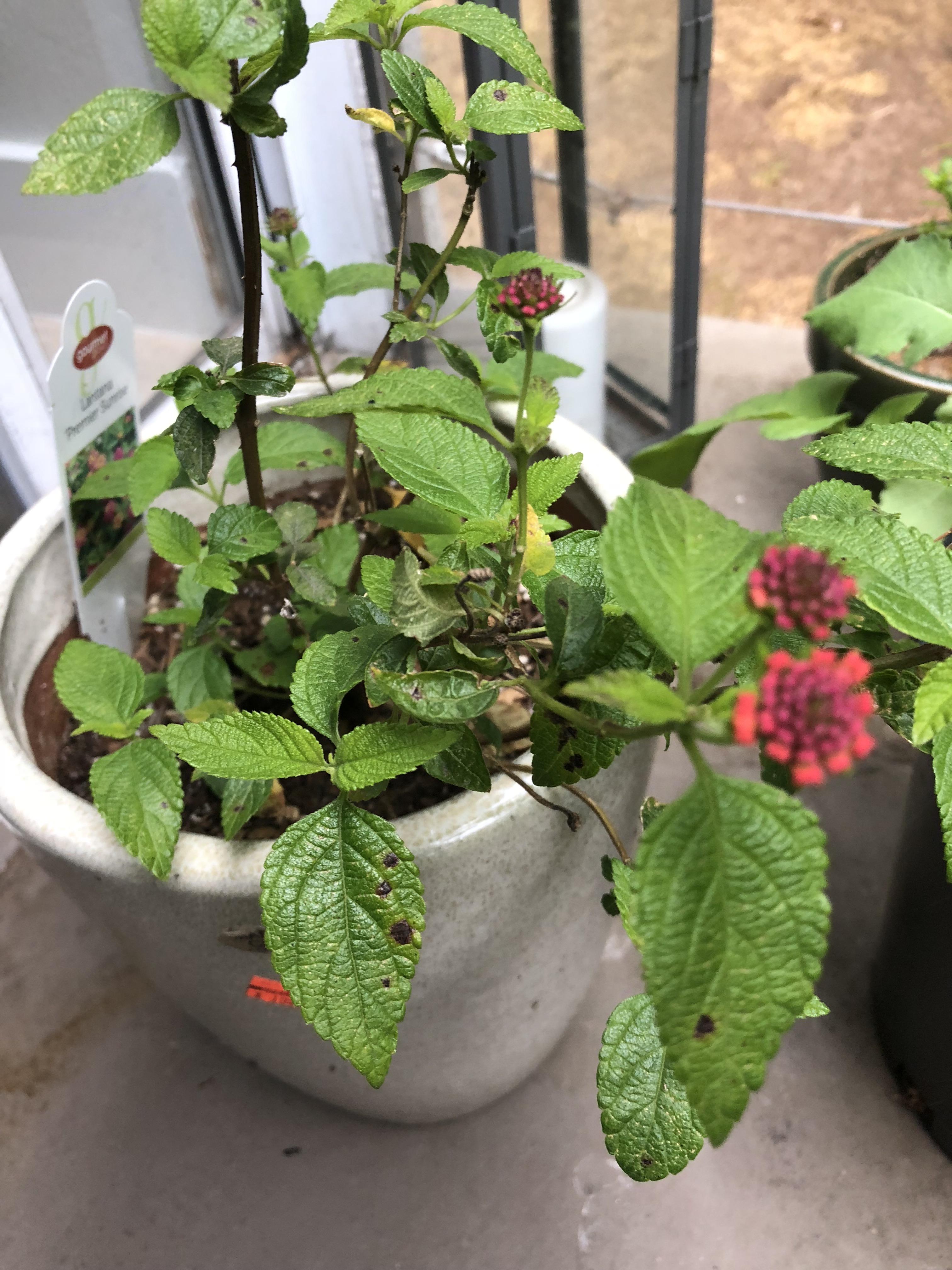 Why does my Lantana plant get these growing dry spots on its leaves? Is