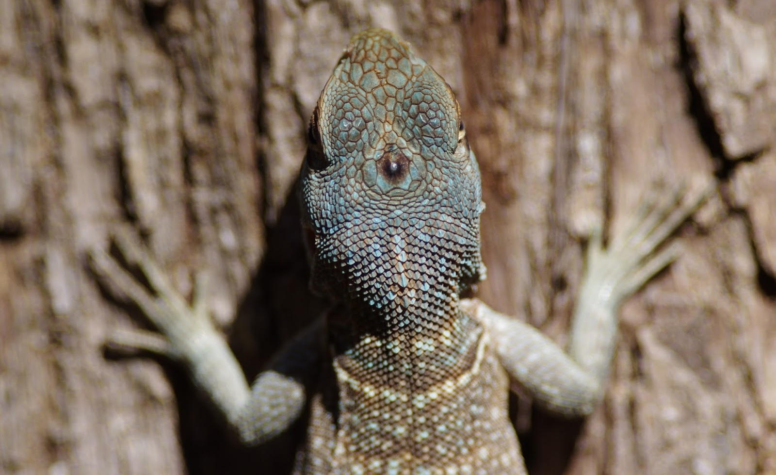 Iguanas have a socalled “third eye” on the top of their heads. Known