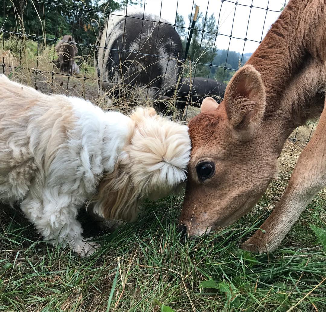 Yoshi and Benson fron the Refarm Sanctuary r/Animal_Sanctuary