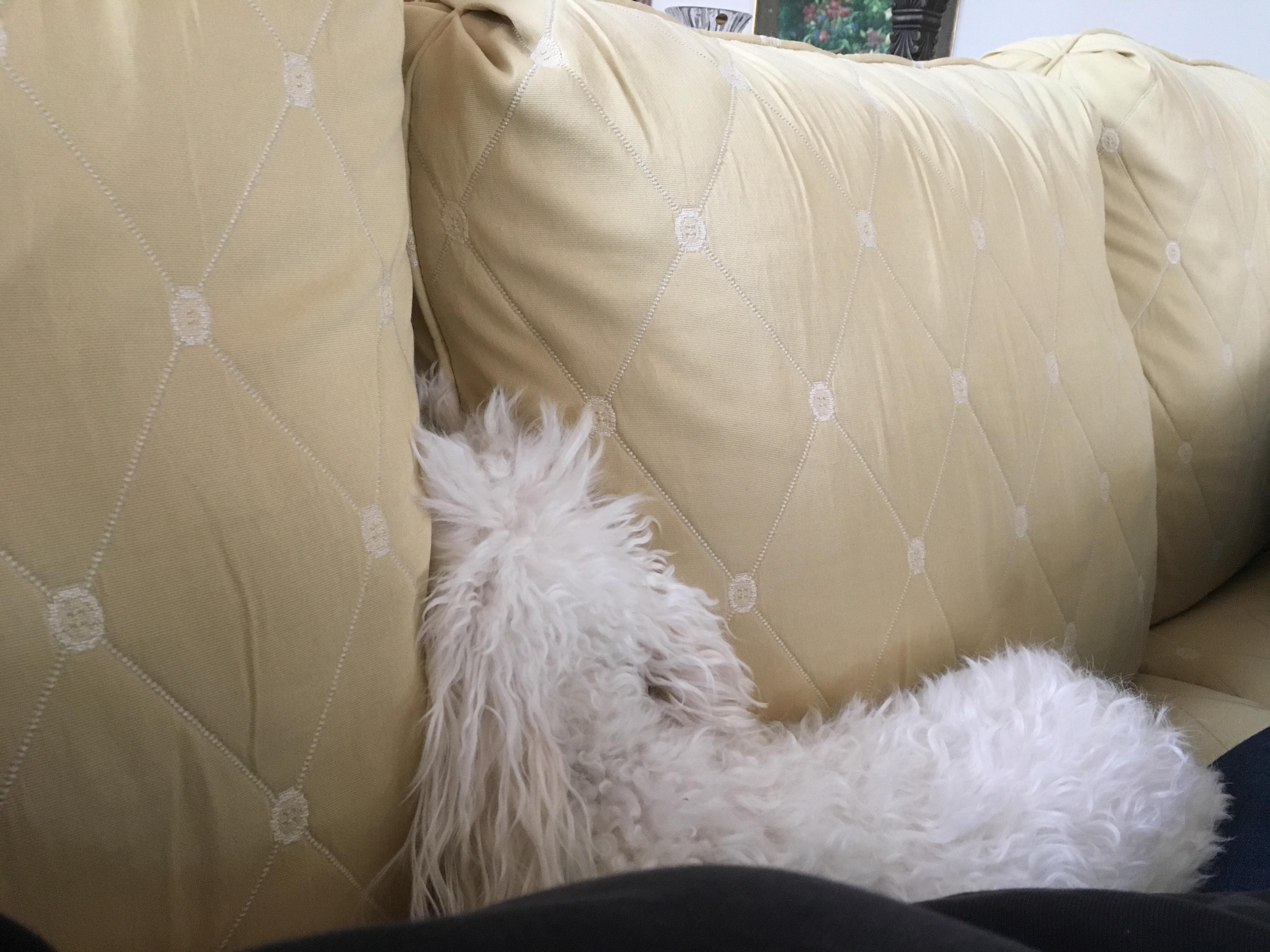 My dog fell asleep with his head between the couch cushions r/dogpictures