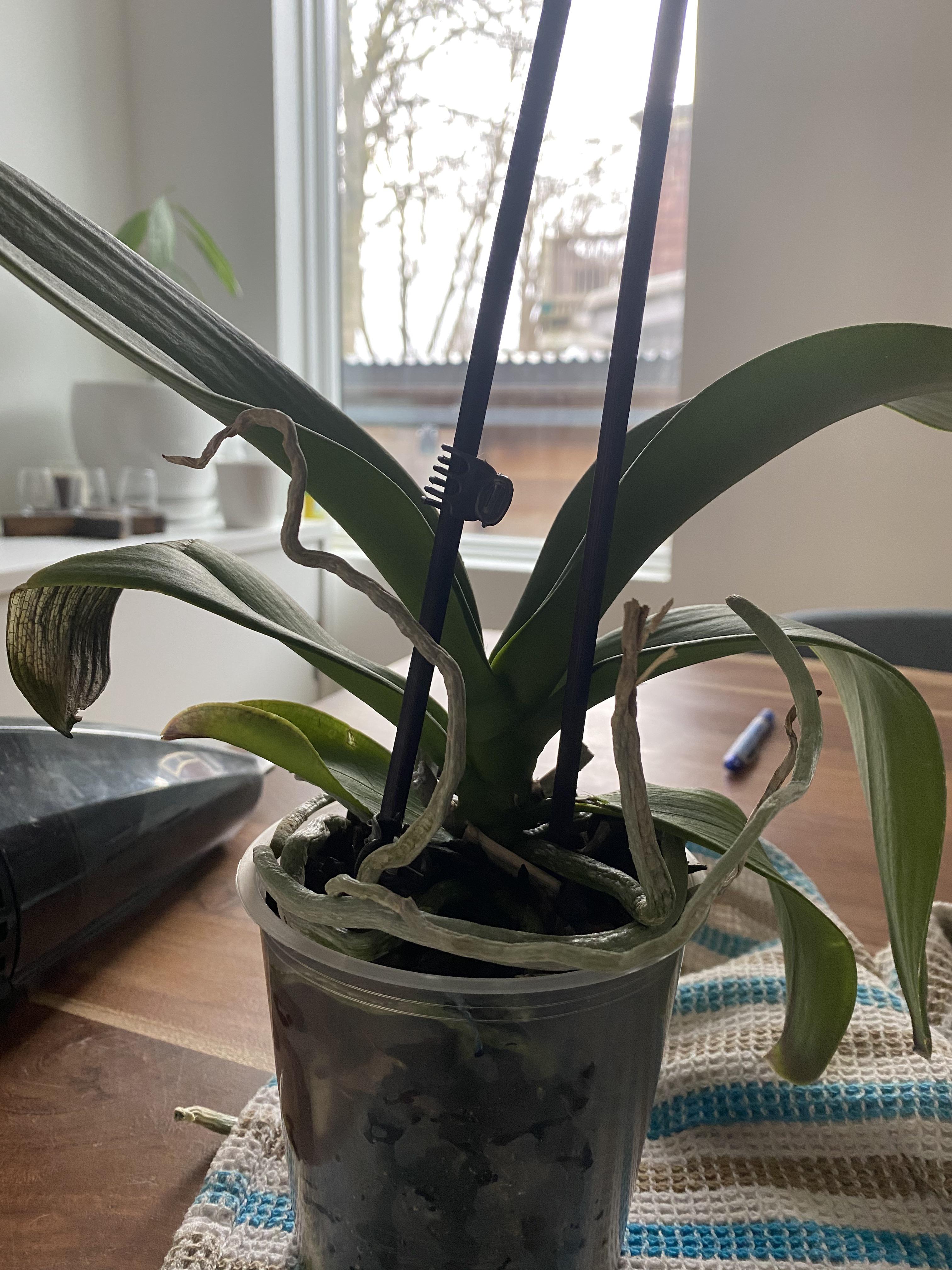 SOS! Got this orchid in Sept. flowers fell off quickly. Looks like this