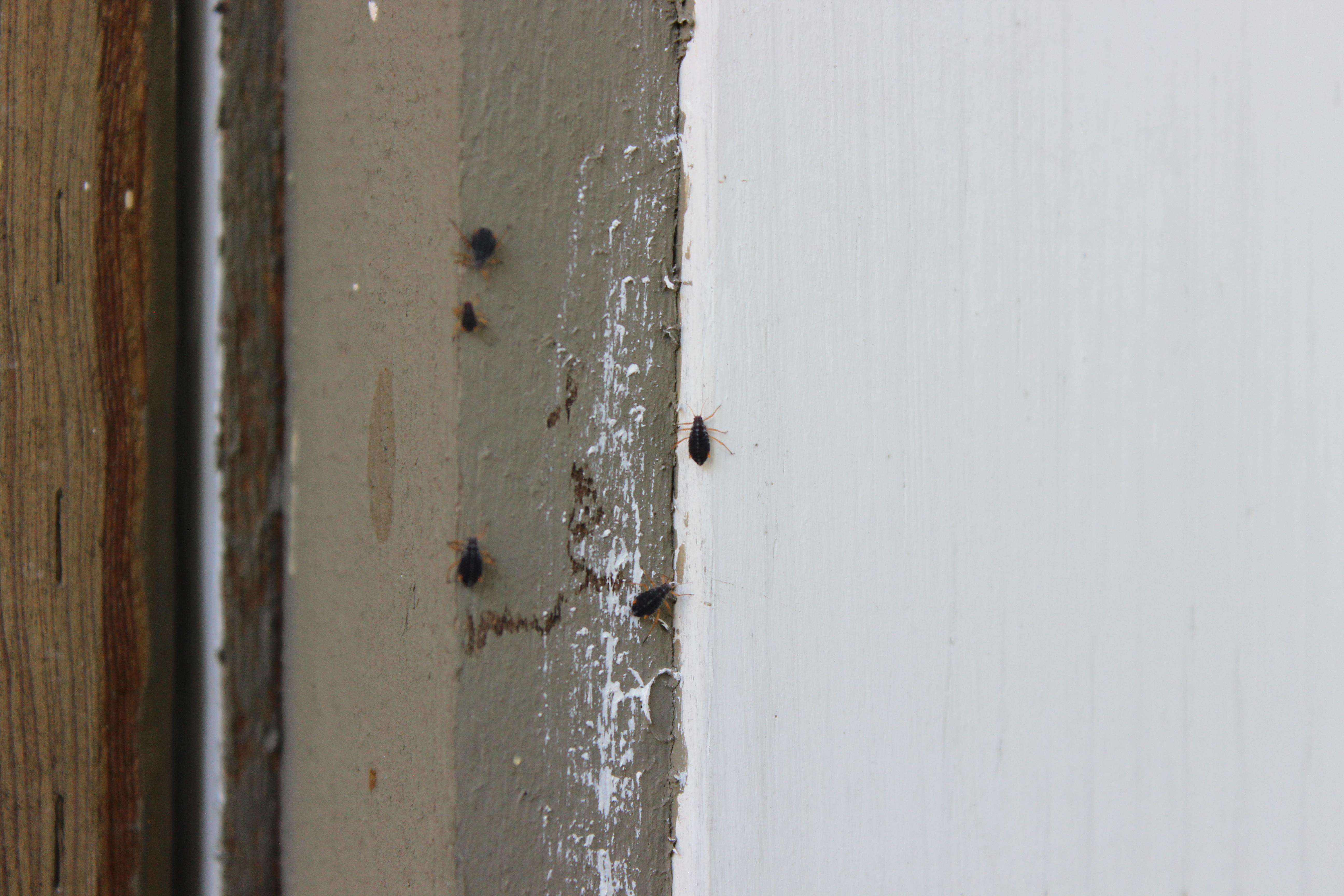 These little bugs are crawling all over my back deck. Seem to only be