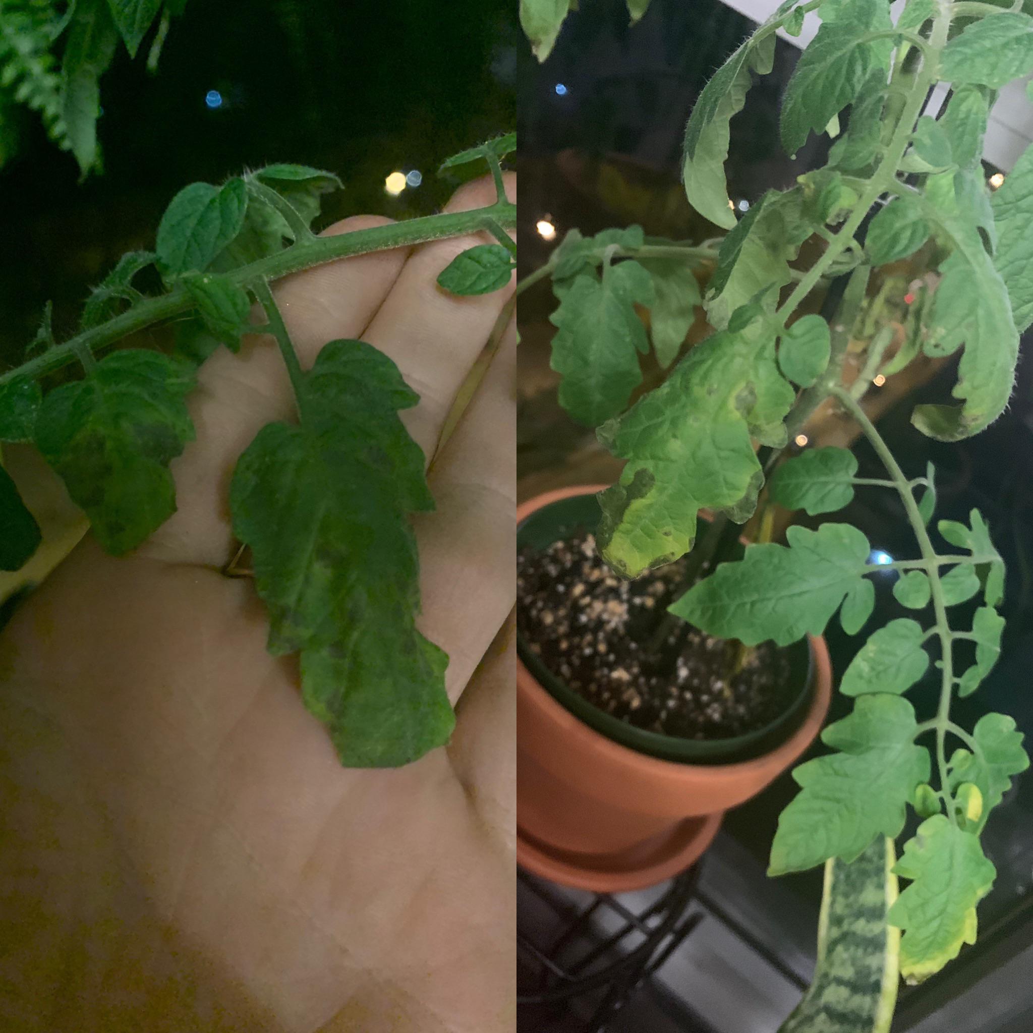 Tomato plant flowering and just started fruiting but lower leaves are