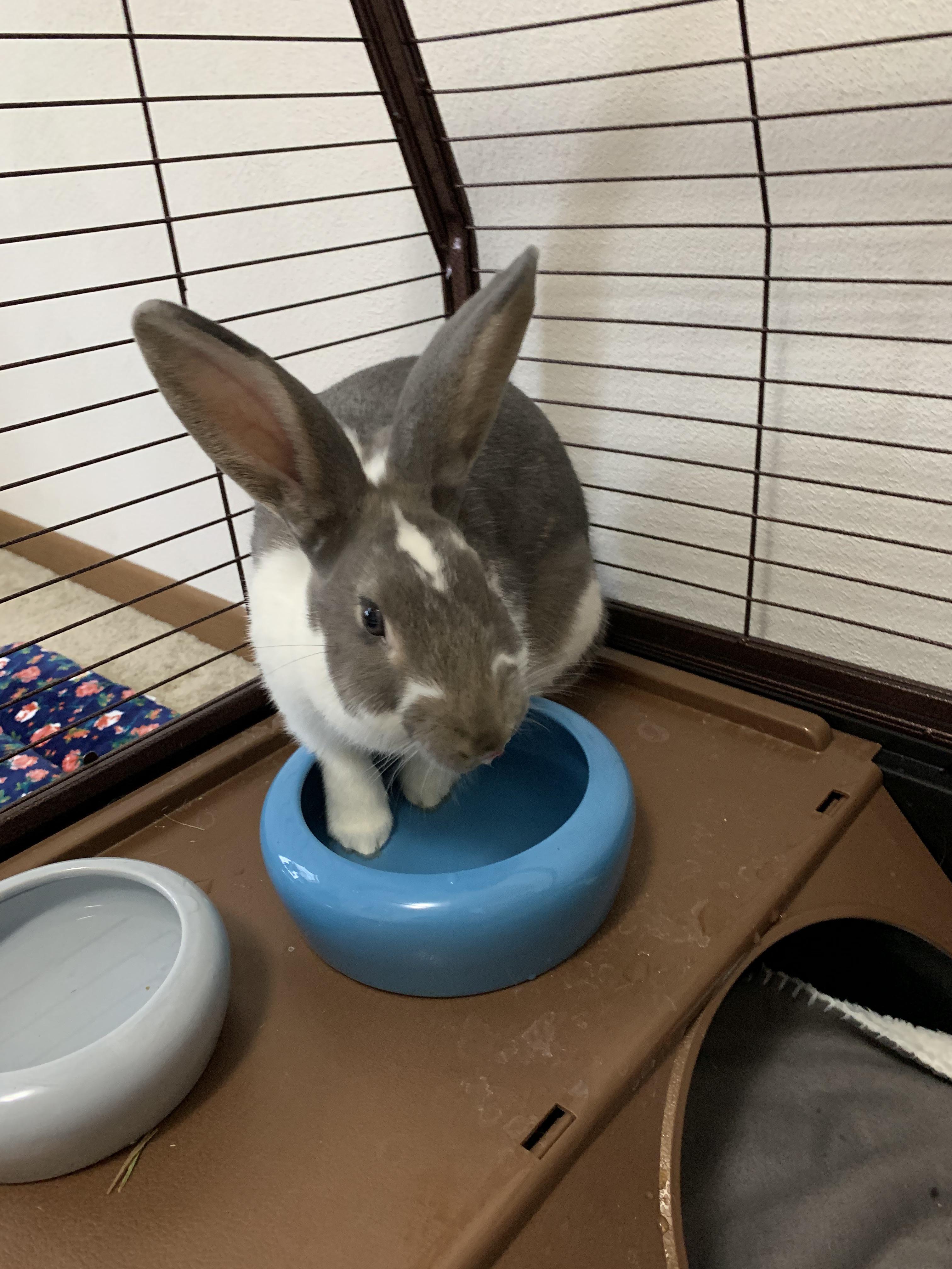 Gotta get those feet wet r/Rabbits