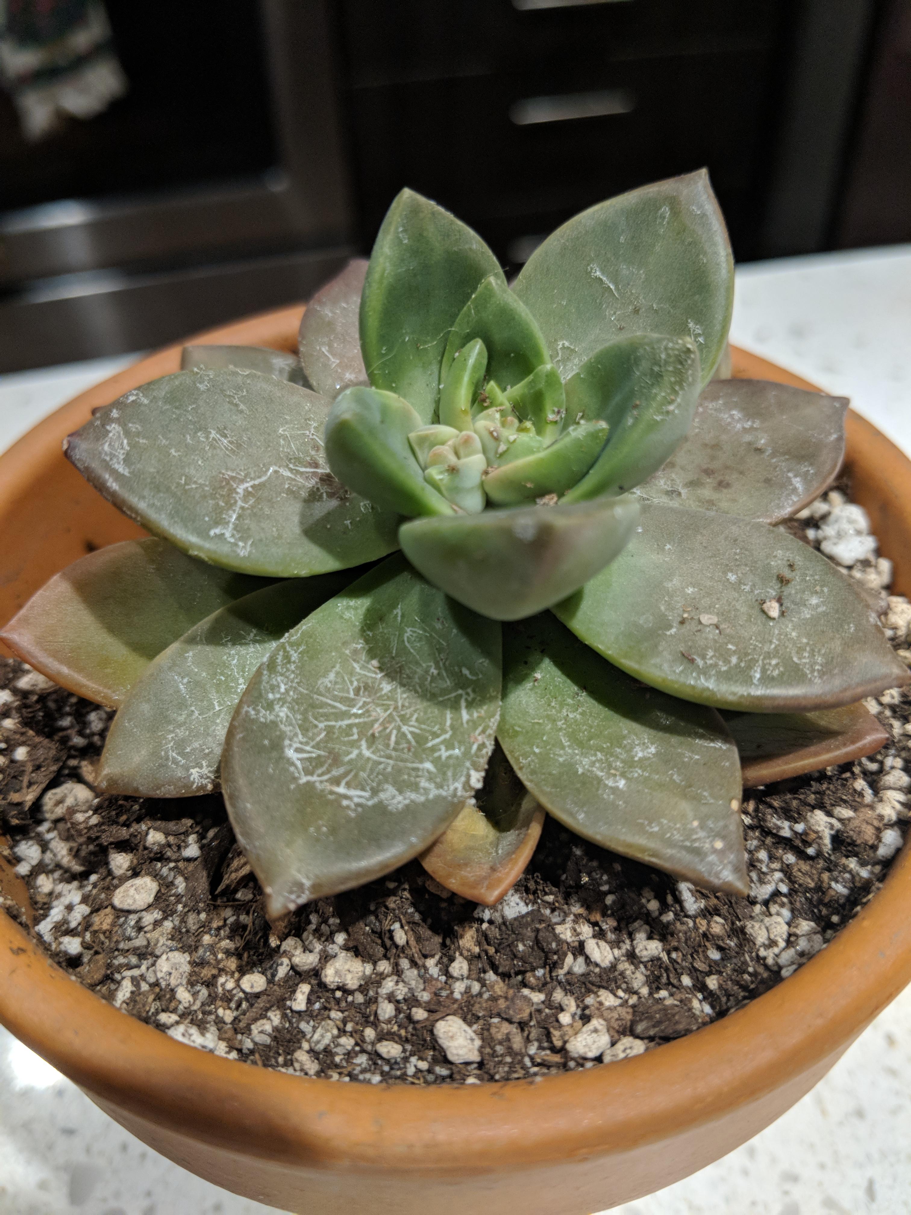 What are these white spots? And how can I treat it? r/succulents