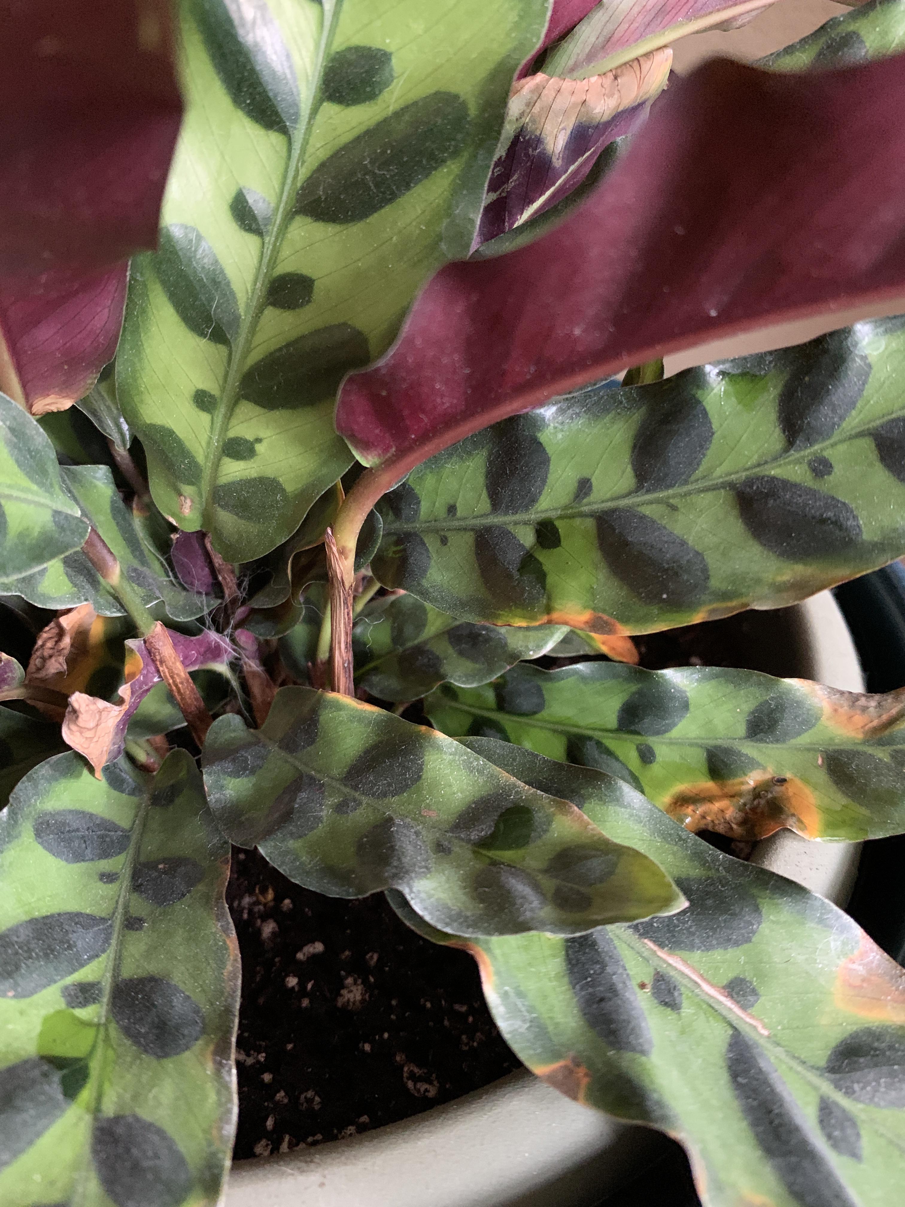 HALP! First summer with my Rattlesnake plant and it has yellow spots