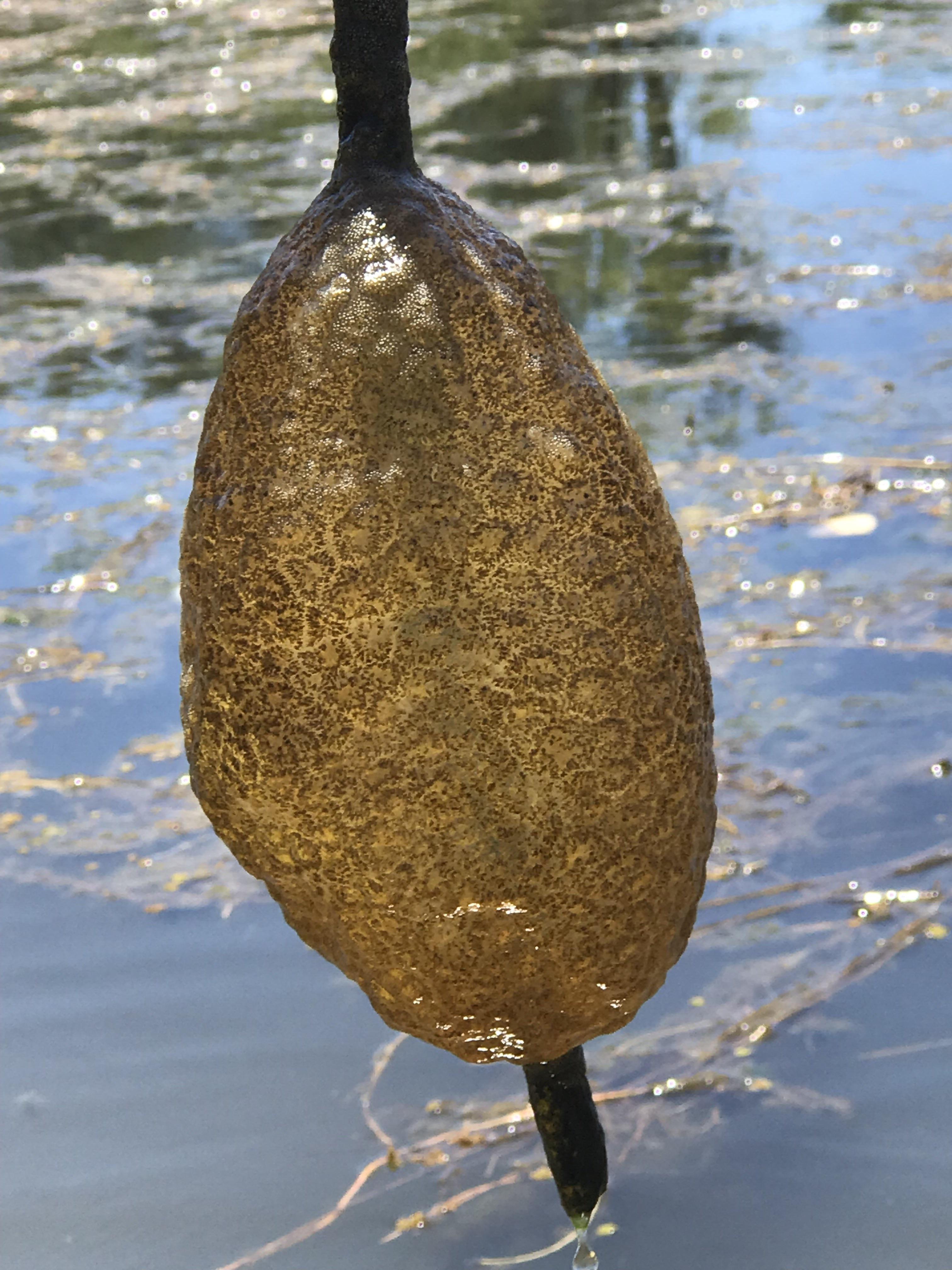Found these hard egg sac type thing in a shallow swamp/lake and they