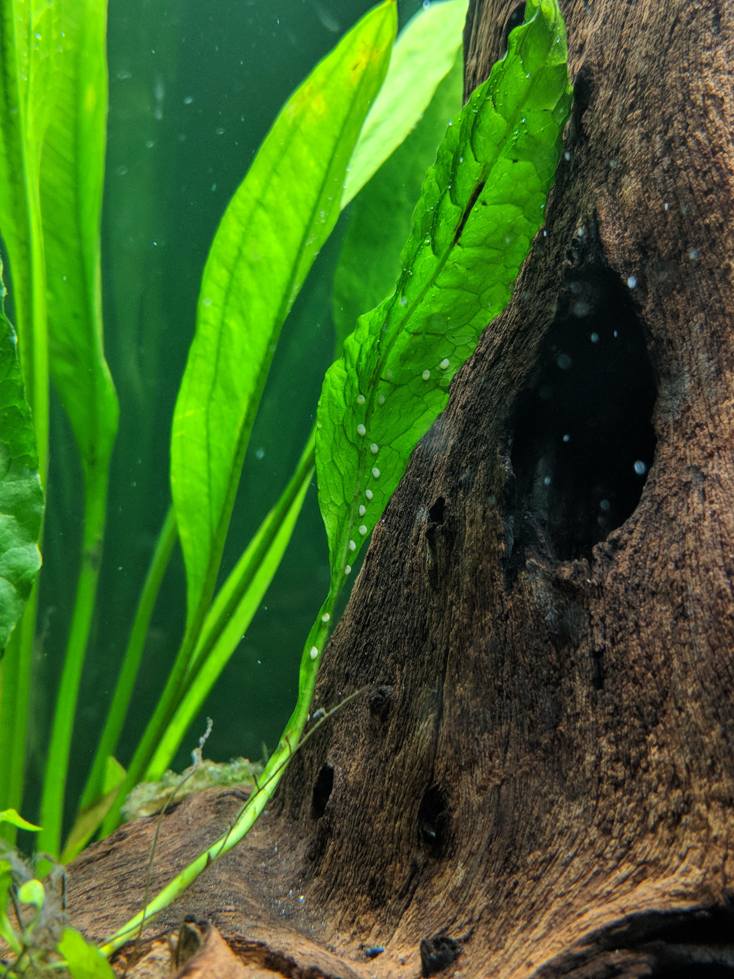 Any Idea What These White Spots Are? Eggs? r/PlantedTank