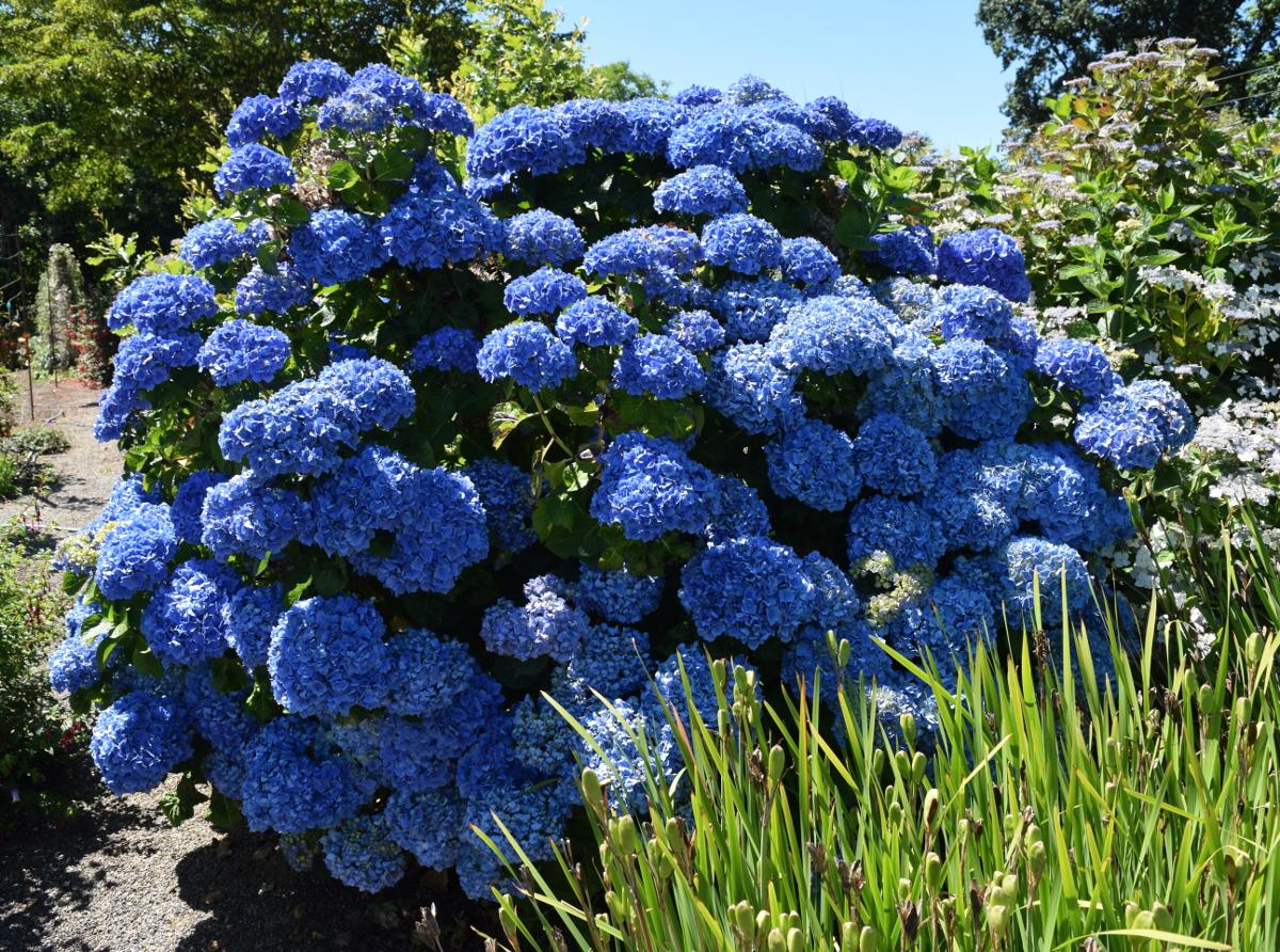 Ridiculously blue hydrangea. I did not adjust the color on this photo