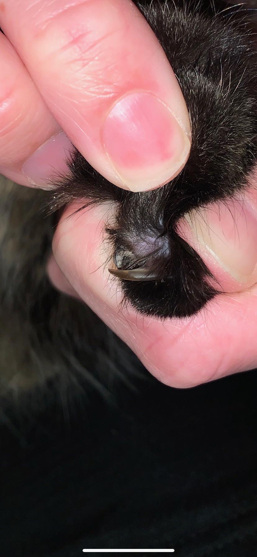 Need help identifying what is sticking out of my cat’s pad beneath his