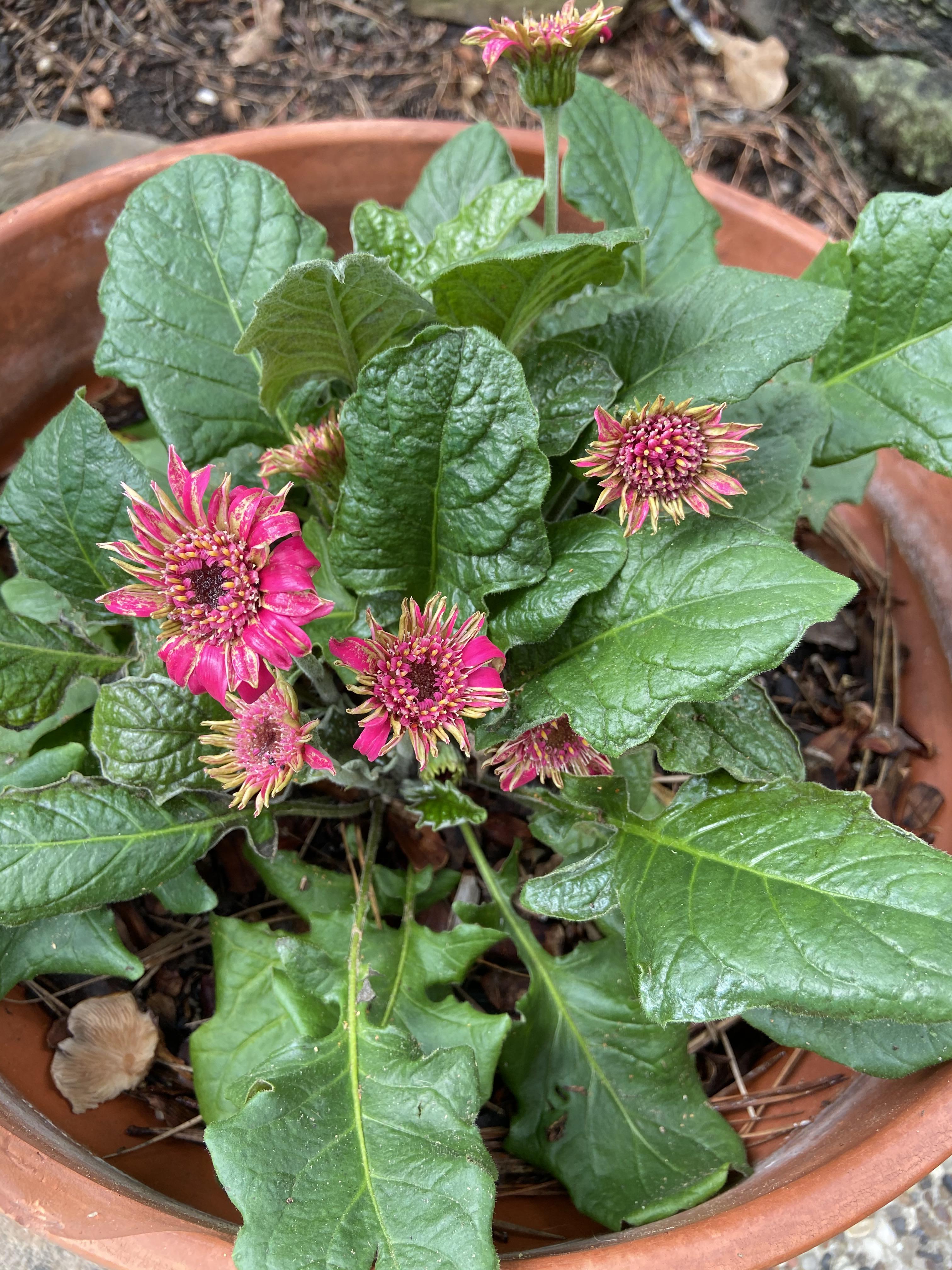 What’s happening to my gerbera daisy? The flowers used to look normal