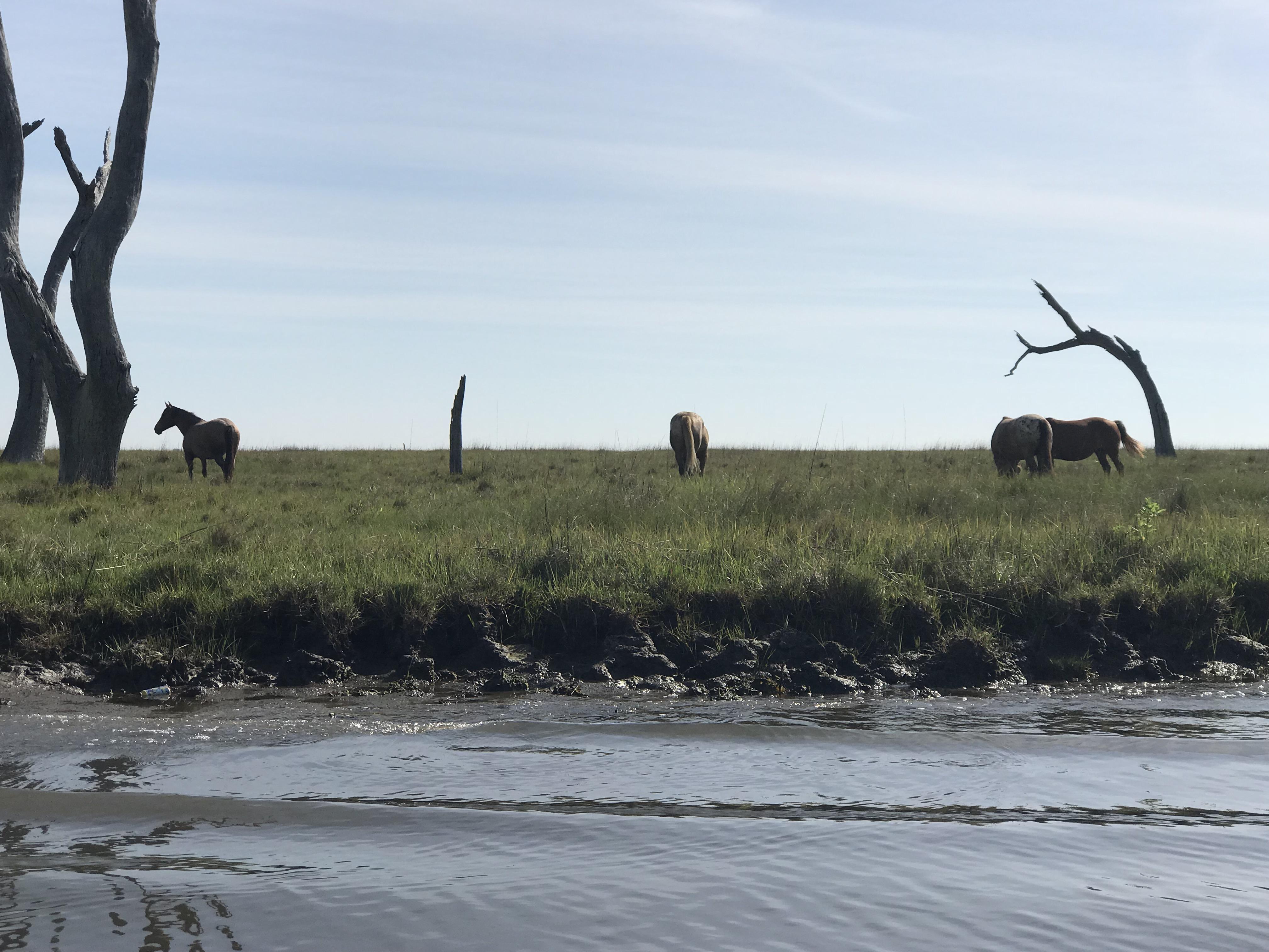 My favorite place. Point Aux Chenes, Louisiana. Wild horses. Salt water
