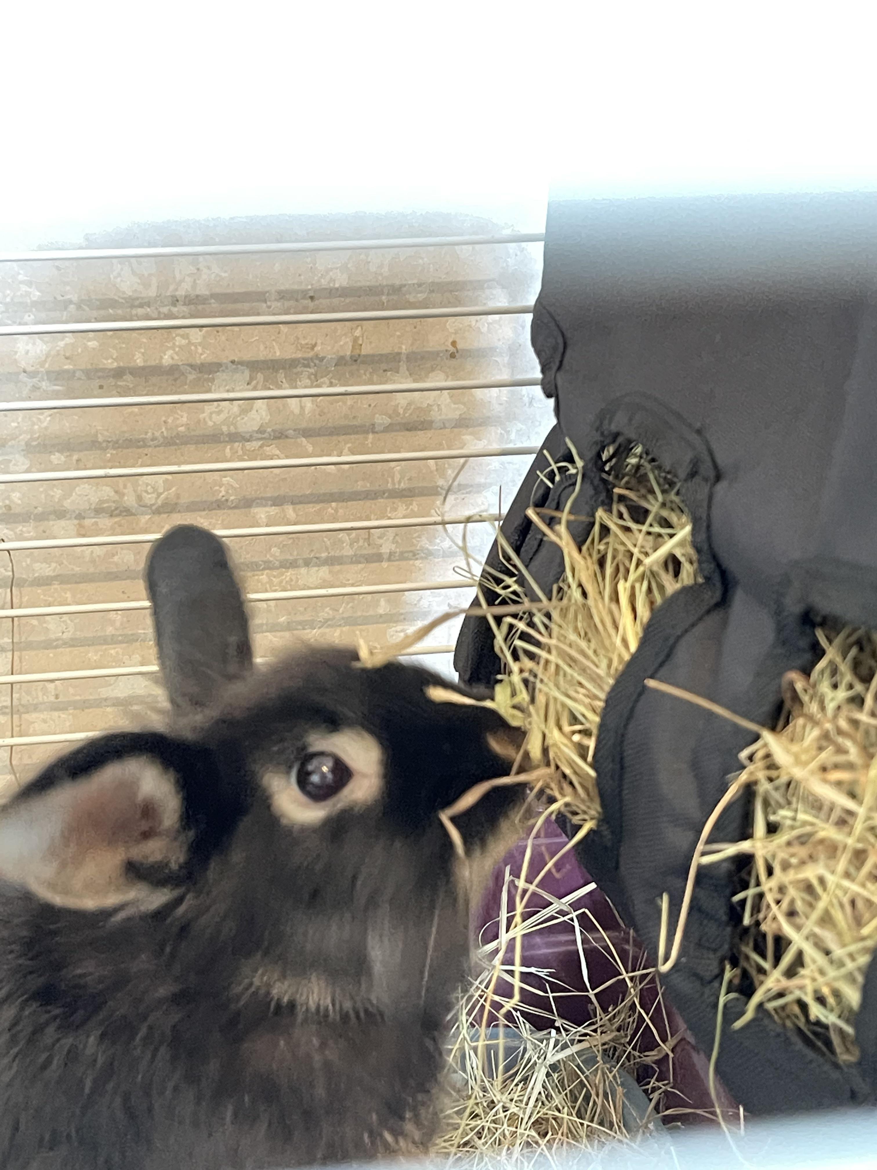 urgent!! One of my 1mg xanax fell on the floor he ate about half, ive