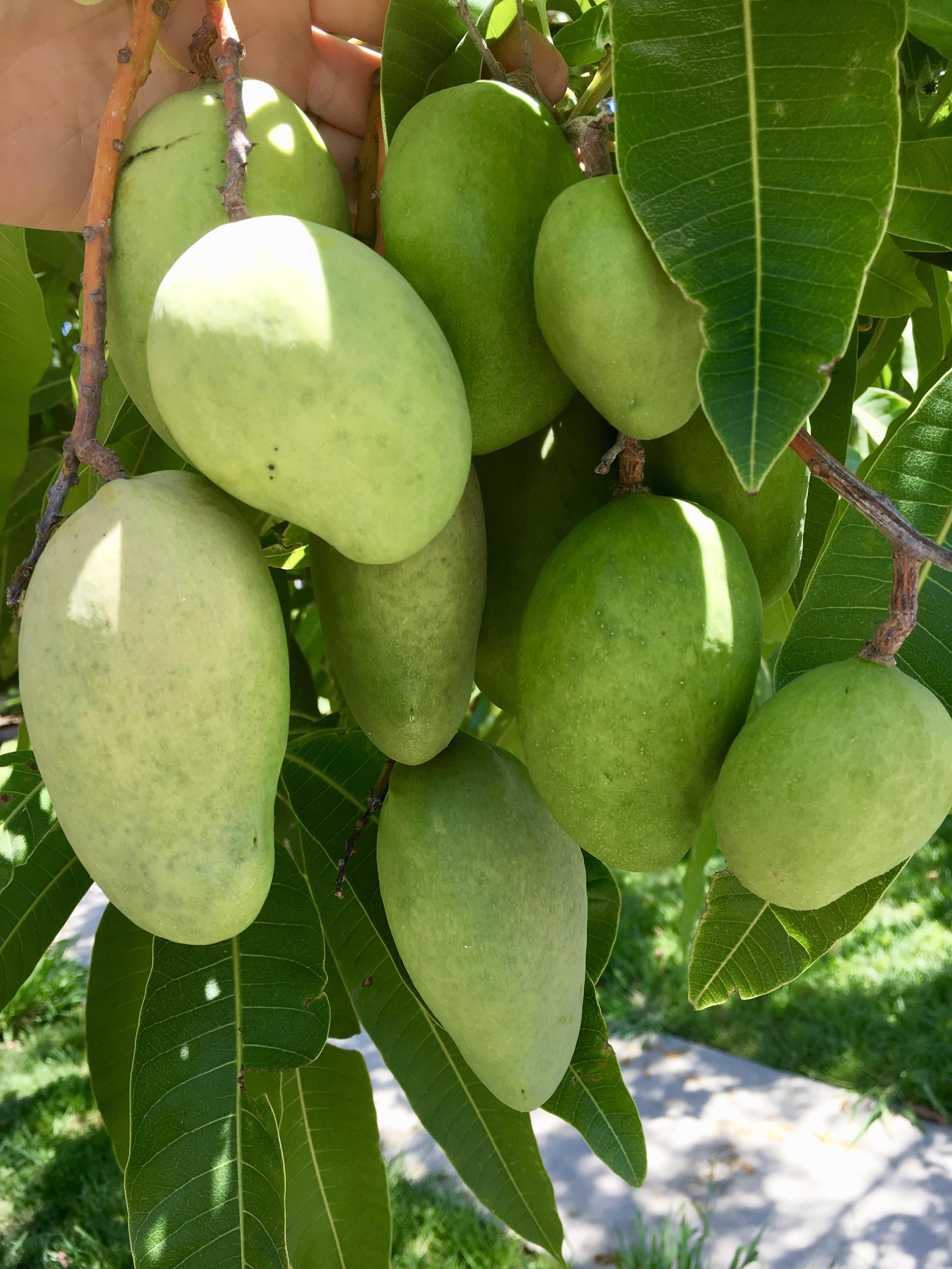 When “winter” in California is so warm that the mango tree doesn’t know what season it is r