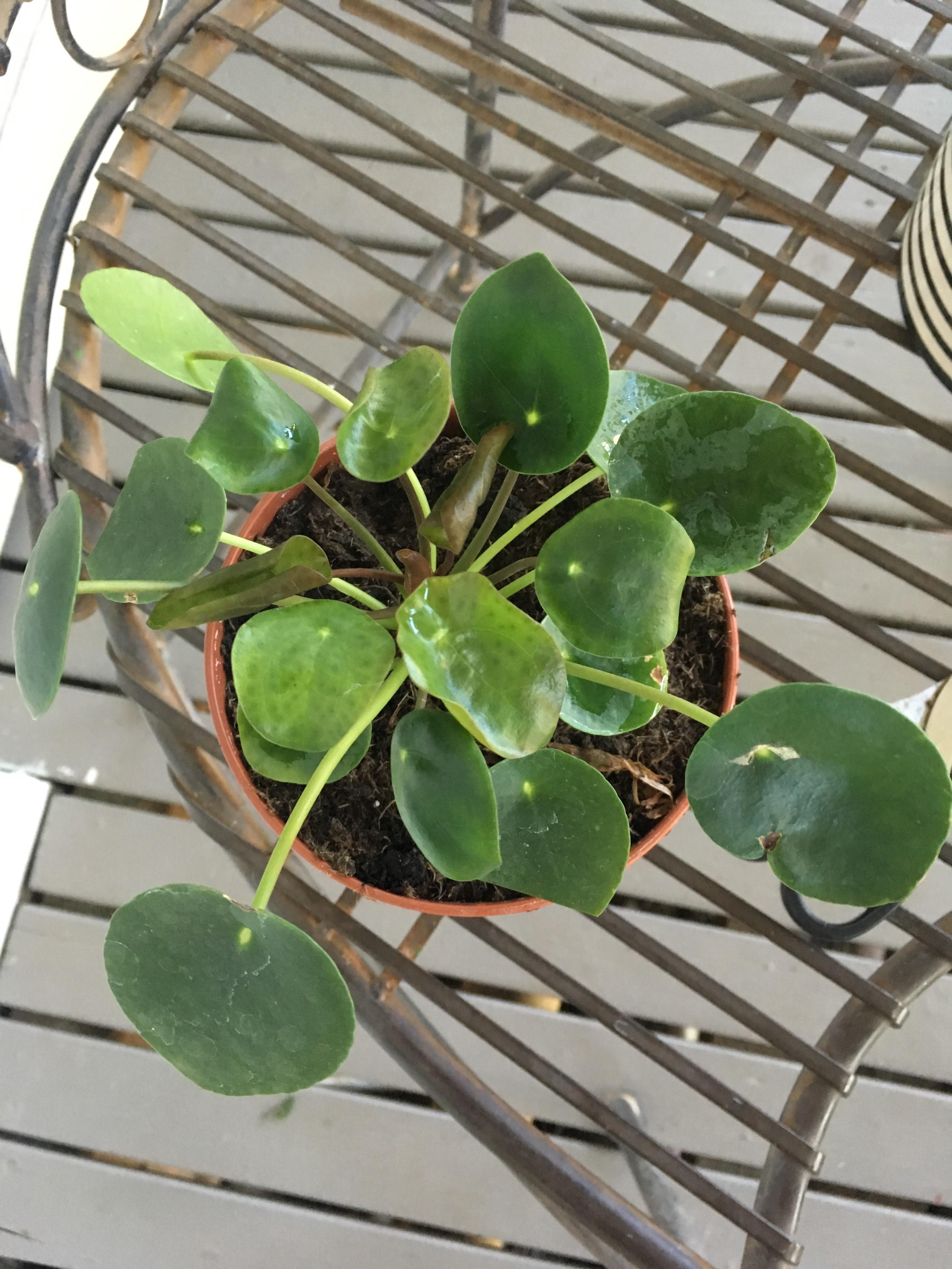 Any tips to keep my rescue Pilea happy? r/houseplants
